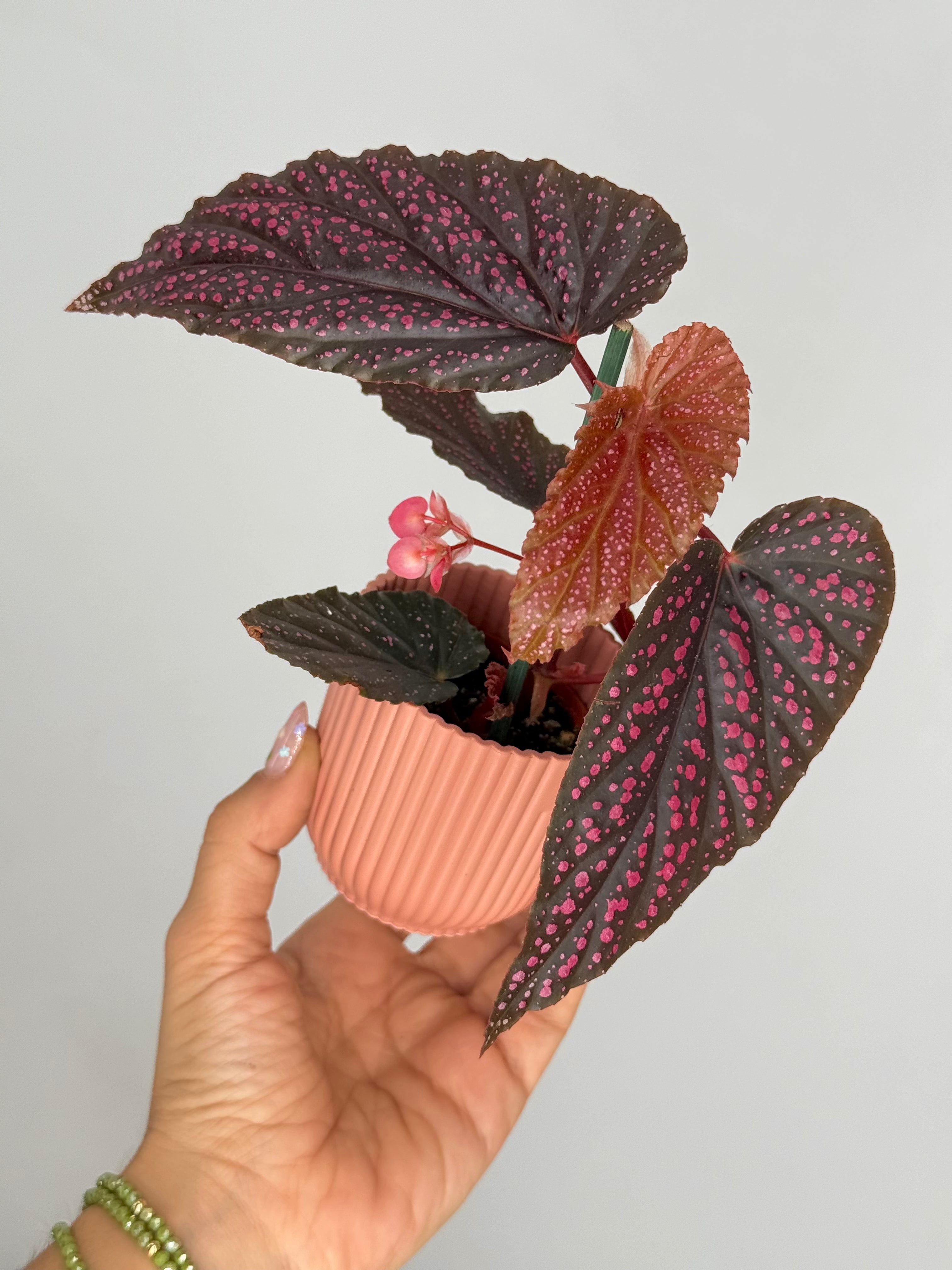 BEGONIA PINK SPOT M6