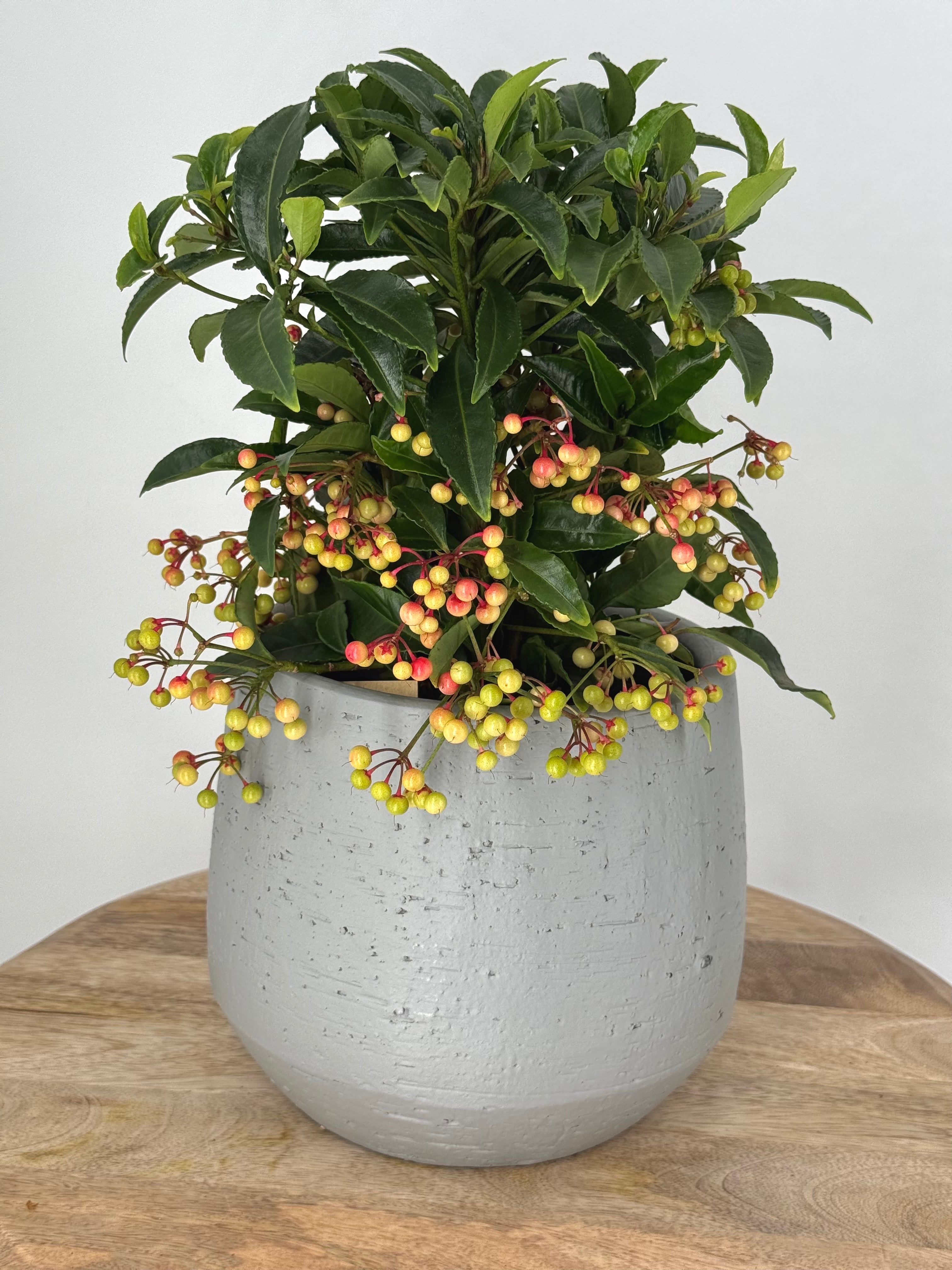 ARDISIA CREN BOS PREMIUM ROJO