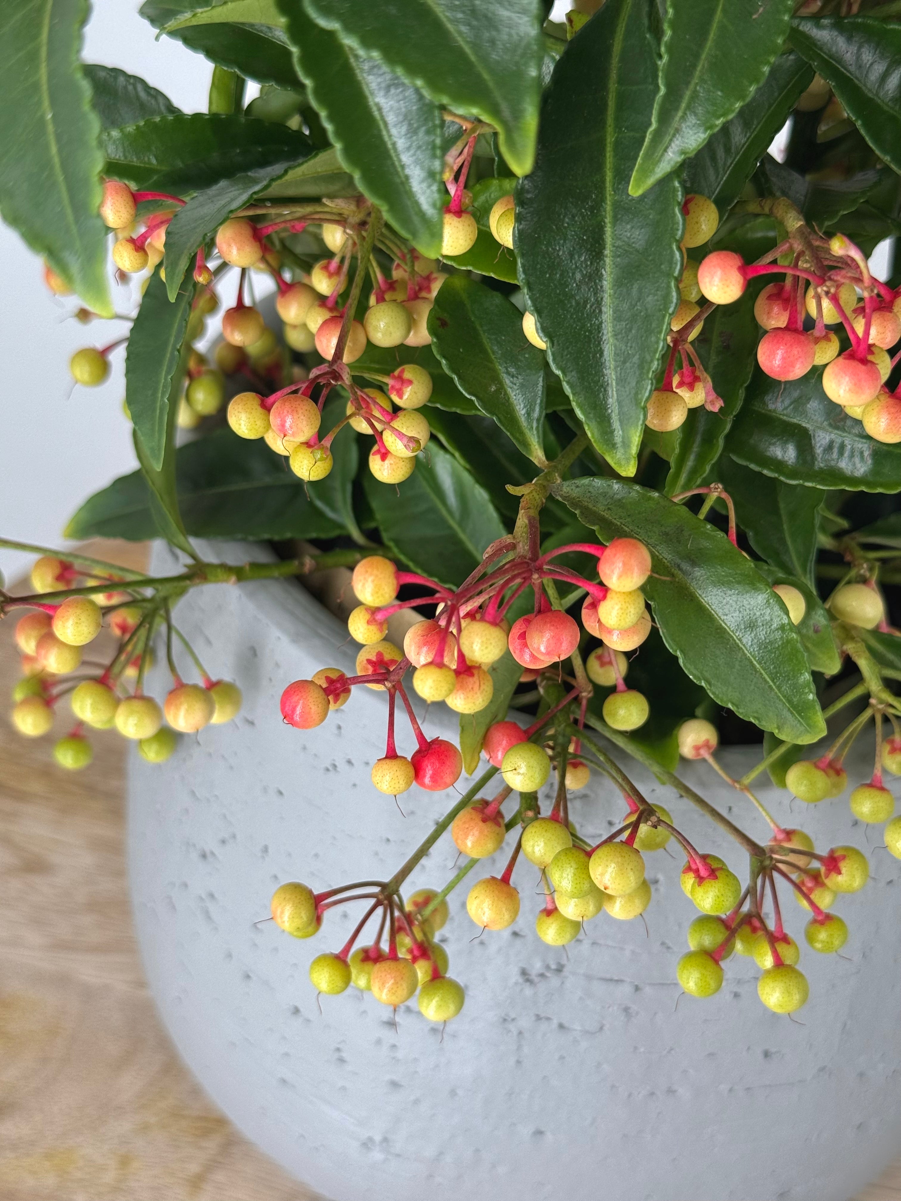 ARDISIA CREN BOS PREMIUM ROJO