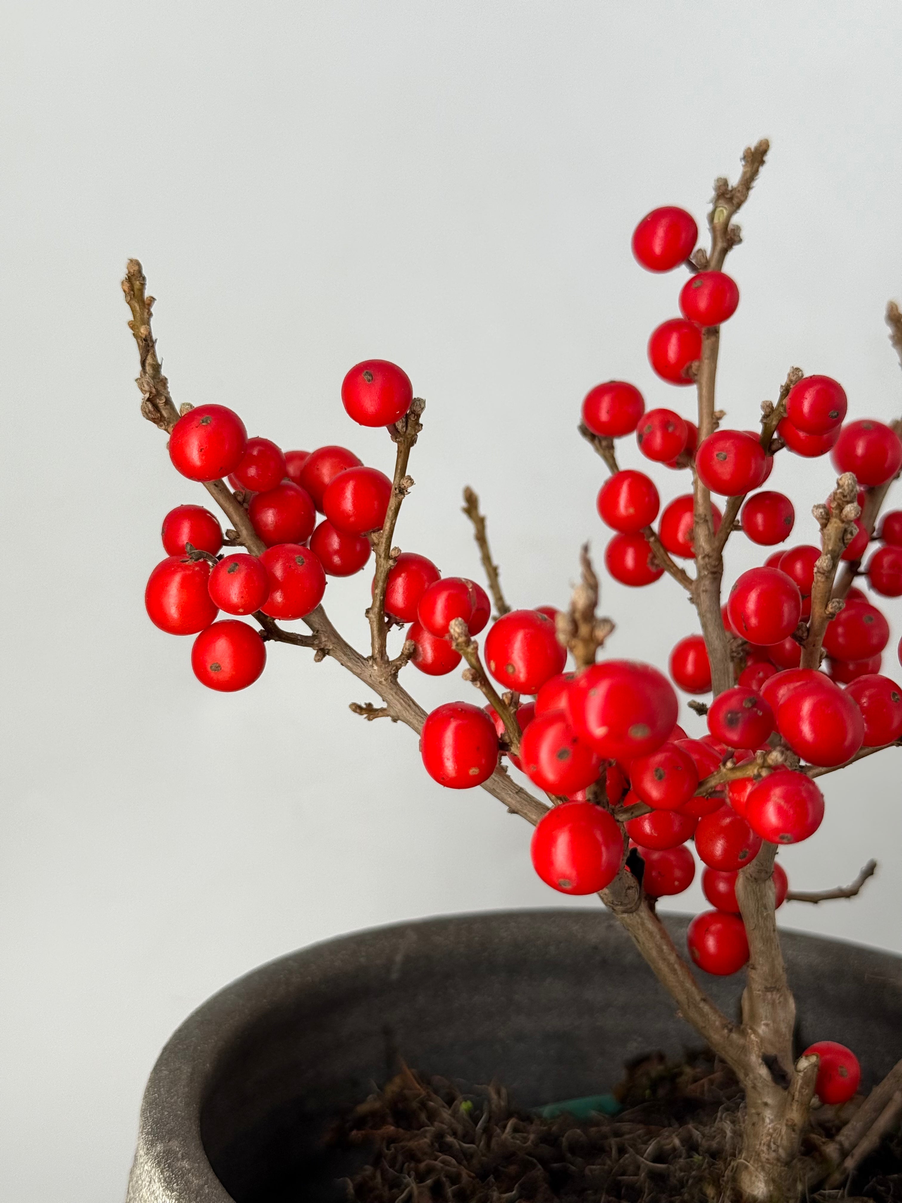ILEX VERT. JINGLE BELLS ROJO M14