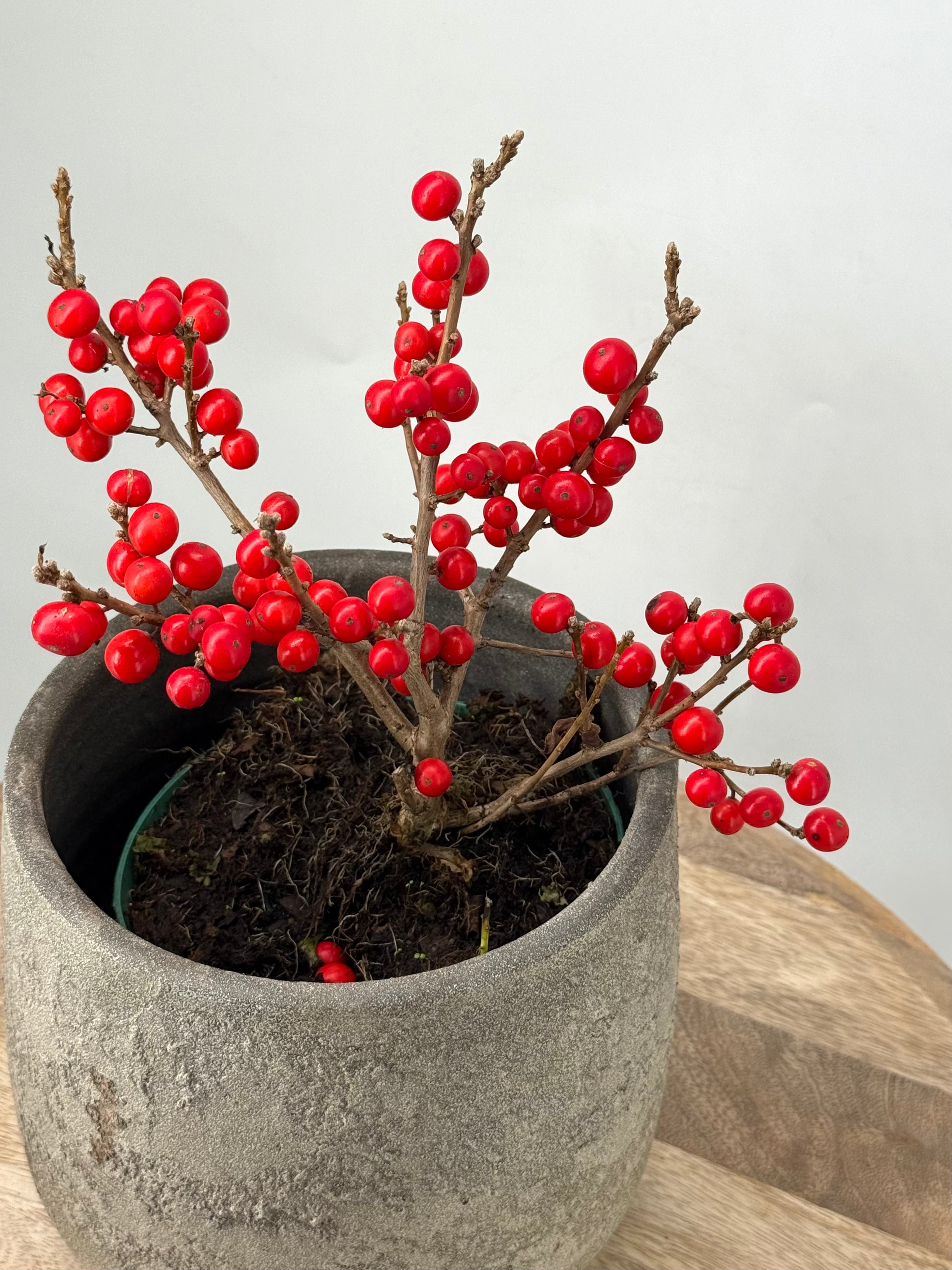 ILEX VERT. JINGLE BELLS ROJO M14