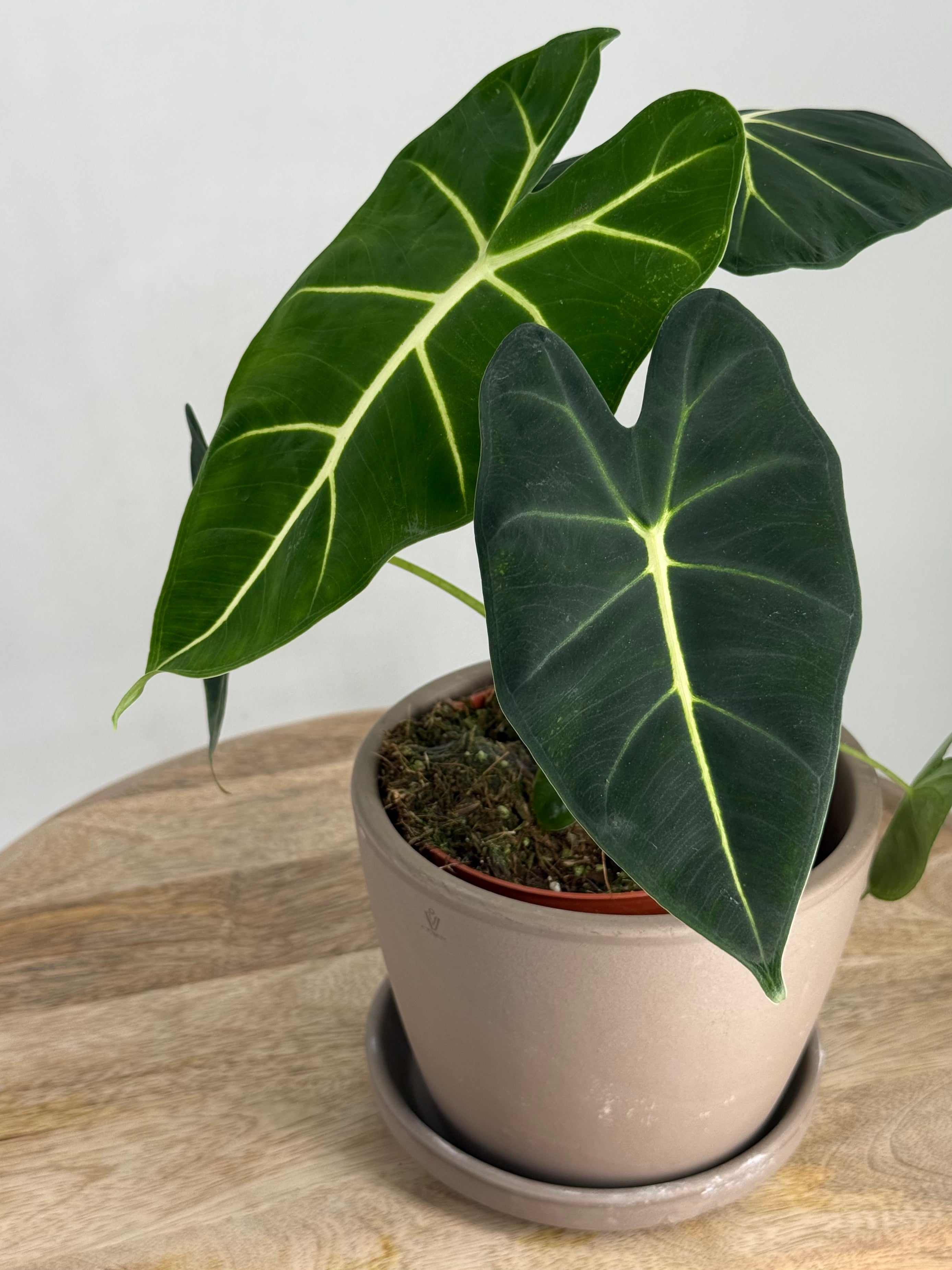 ALOCASIA FRYDEK M12