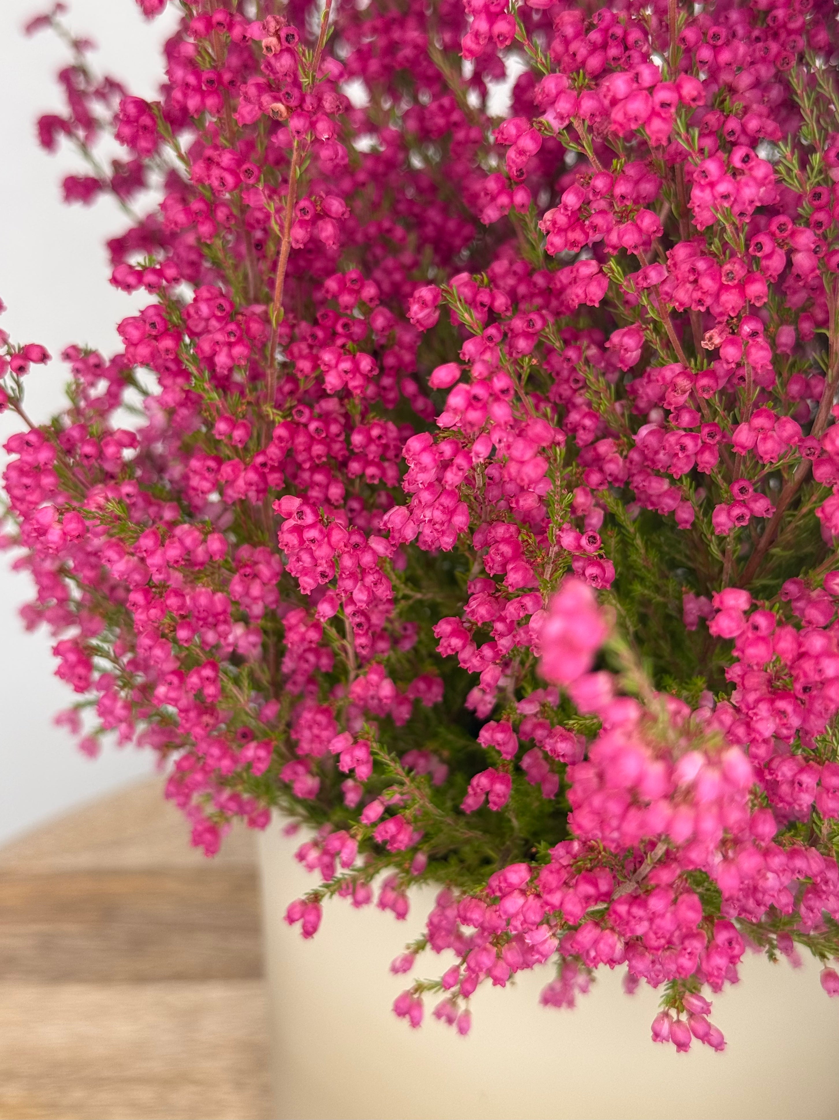 ERICA GRACILIS M11