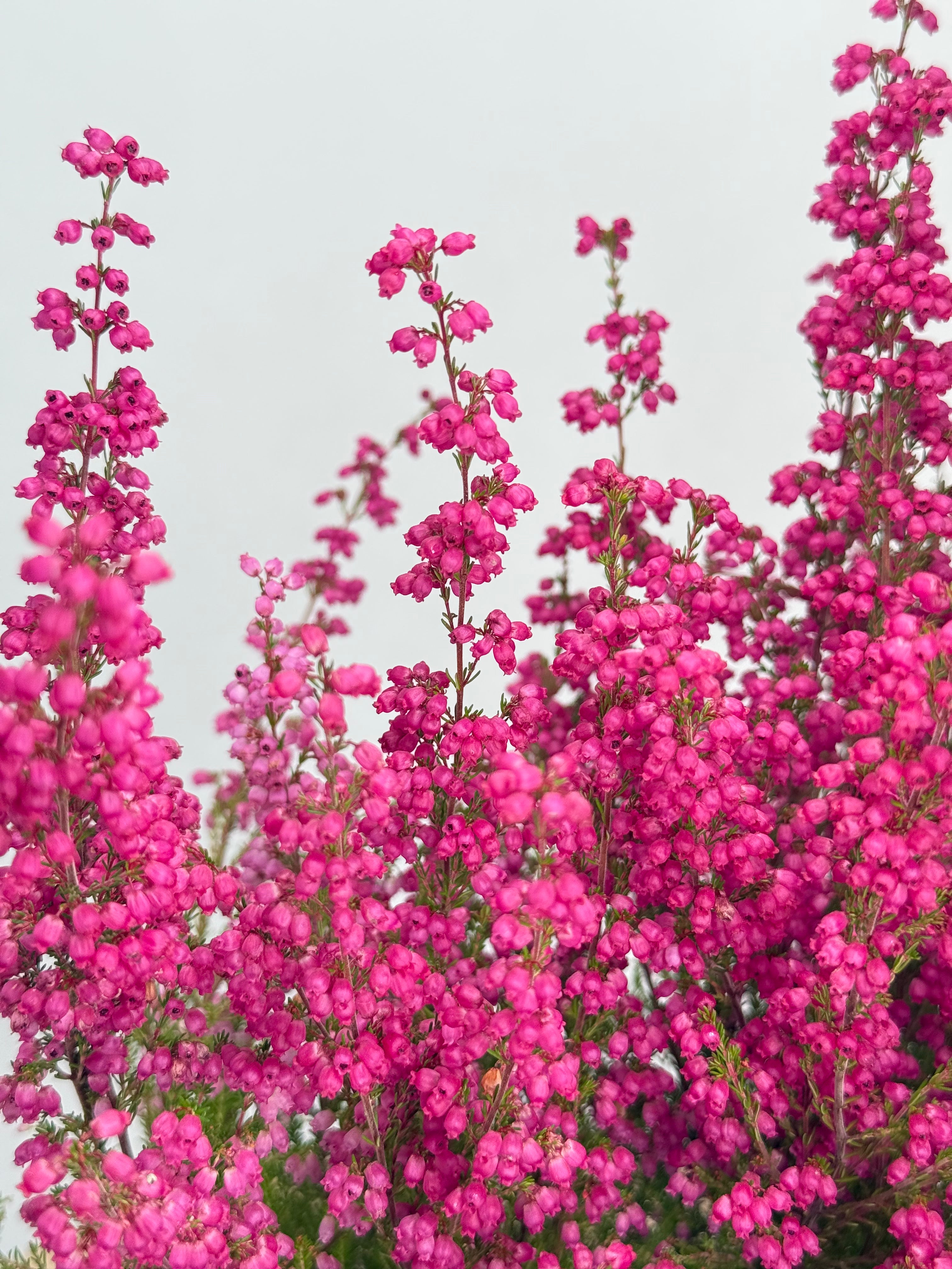 ERICA GRACILIS M11