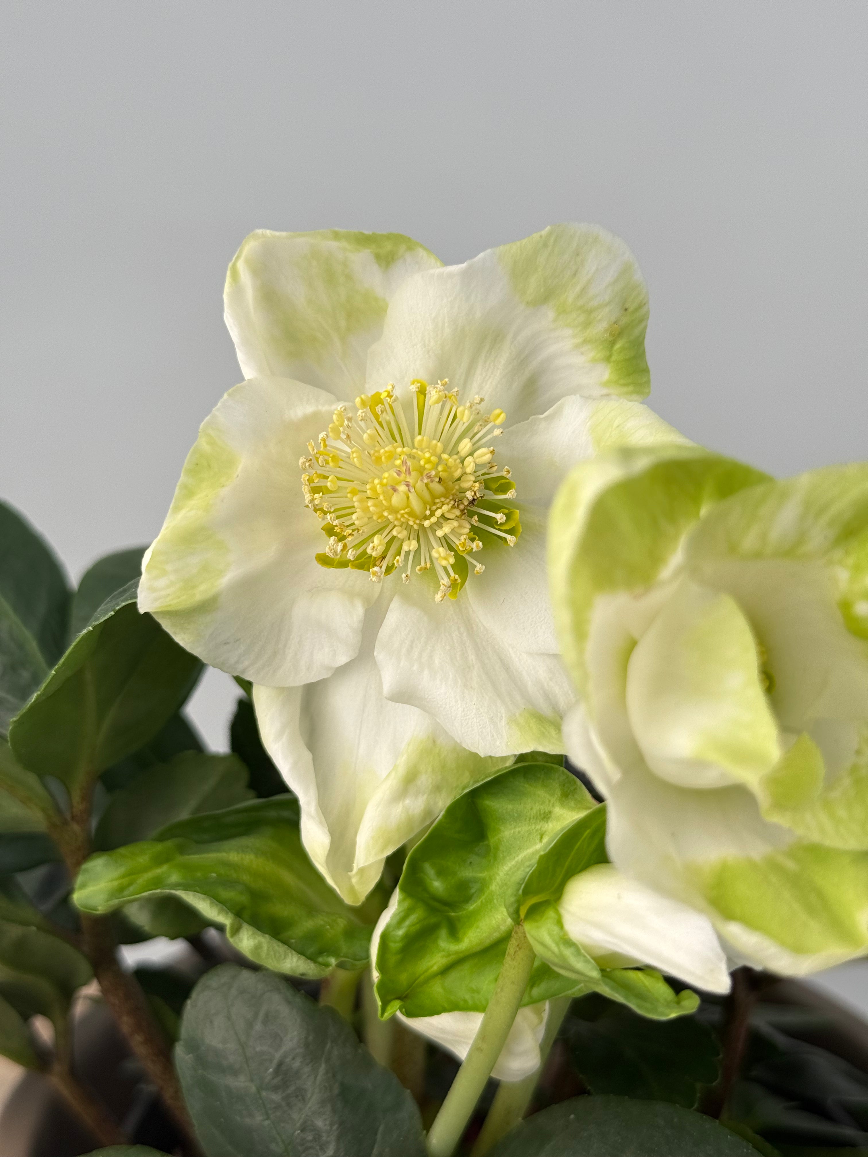 HELLEBOROUS NIGER CHRISTMAS CAROL M BLANCO M12