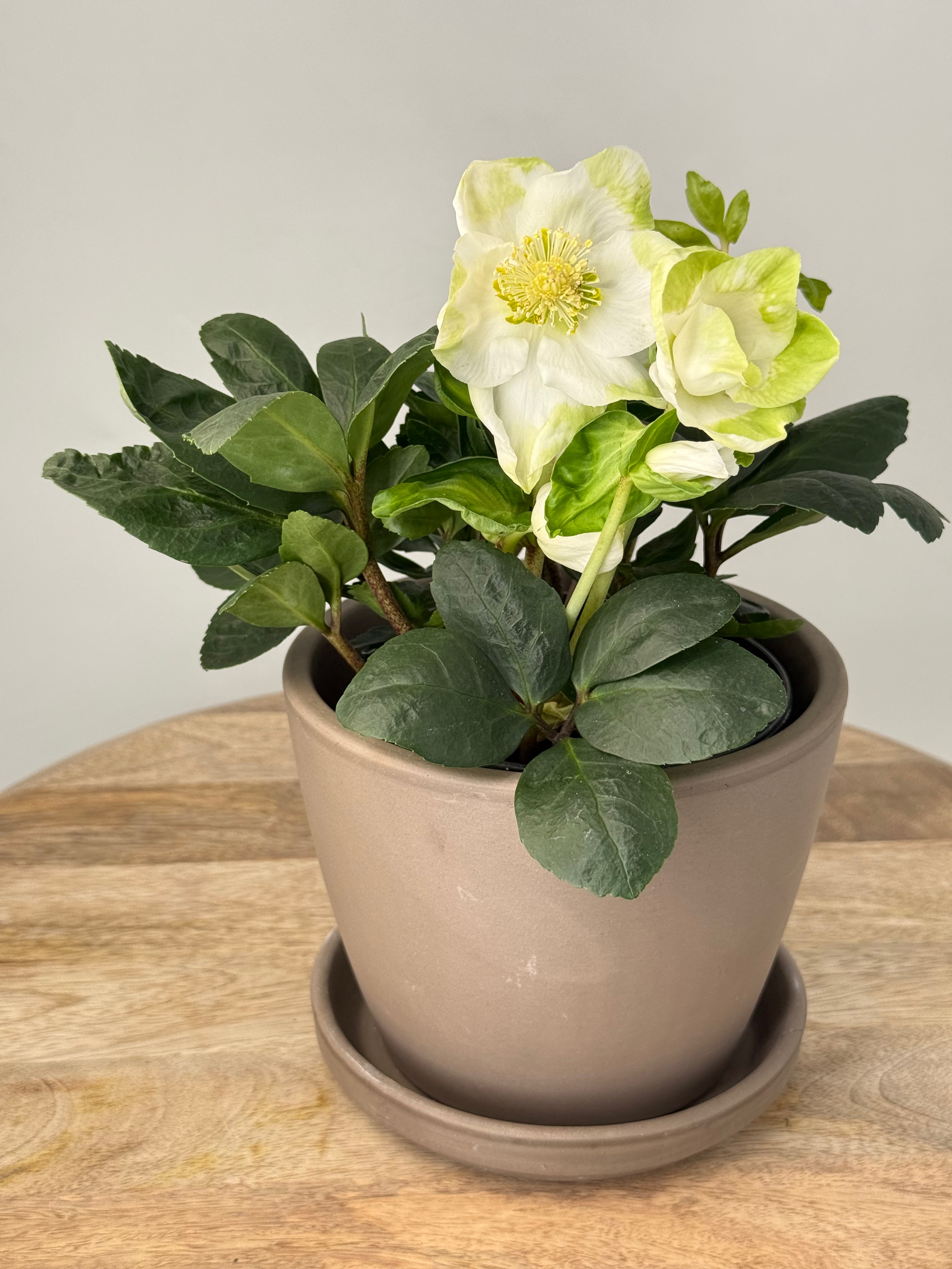 HELLEBOROUS NIGER CHRISTMAS CAROL M BLANCO M12