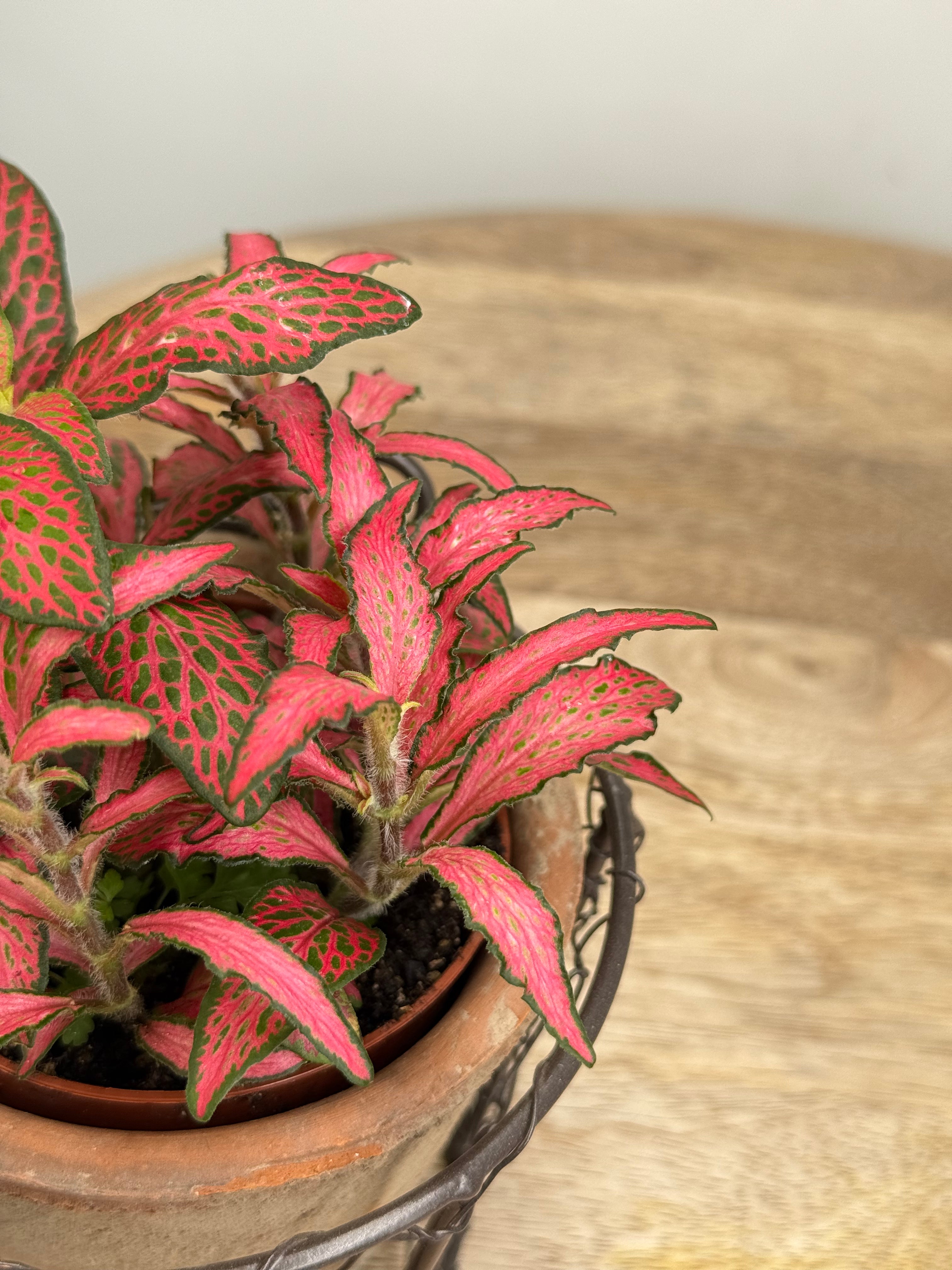 FITTONIA VERSCHAFFELTII MEZCLADO M8.50