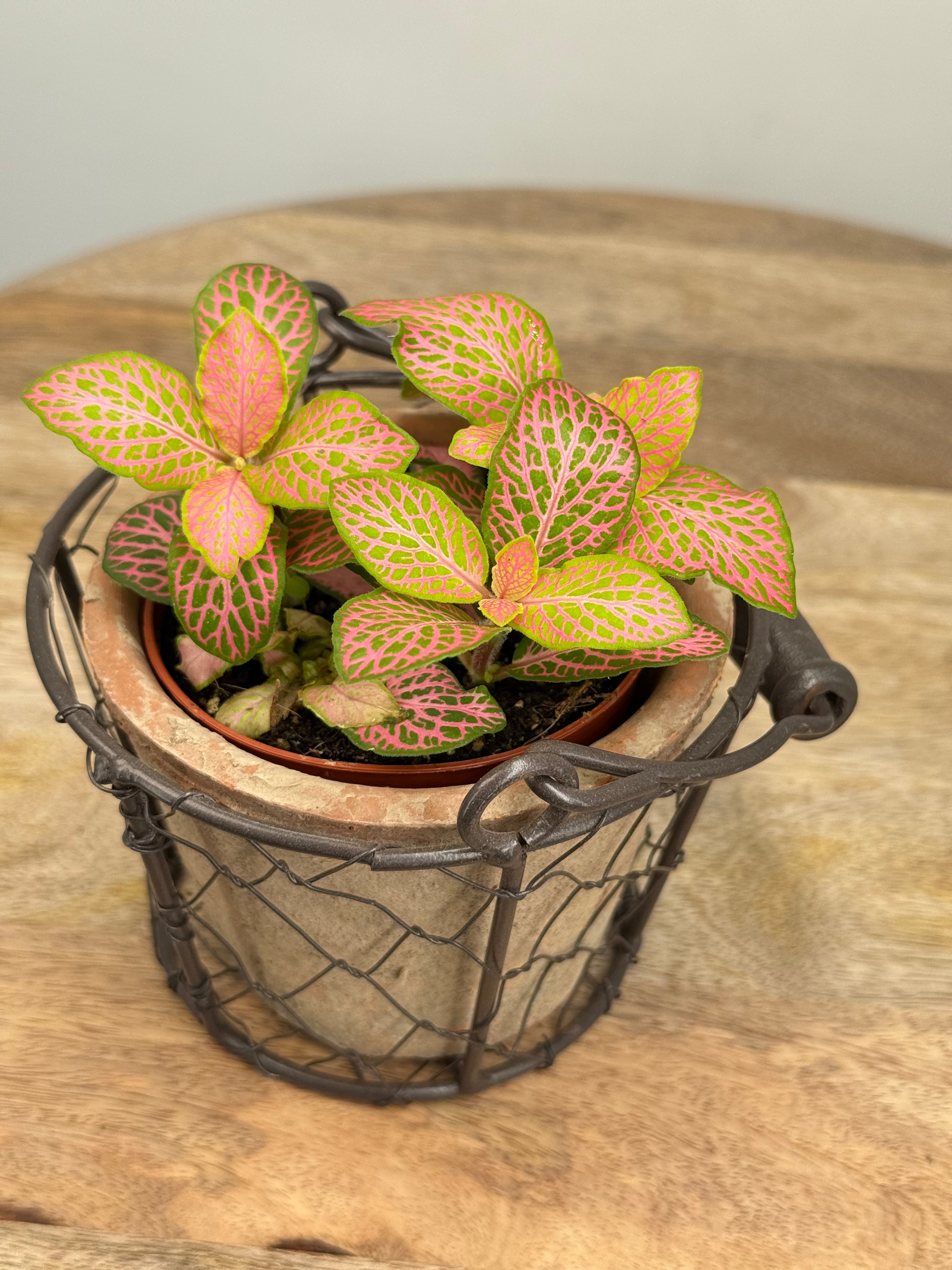 FITTONIA VERSCHAFFELTII MEZCLADO M8.50
