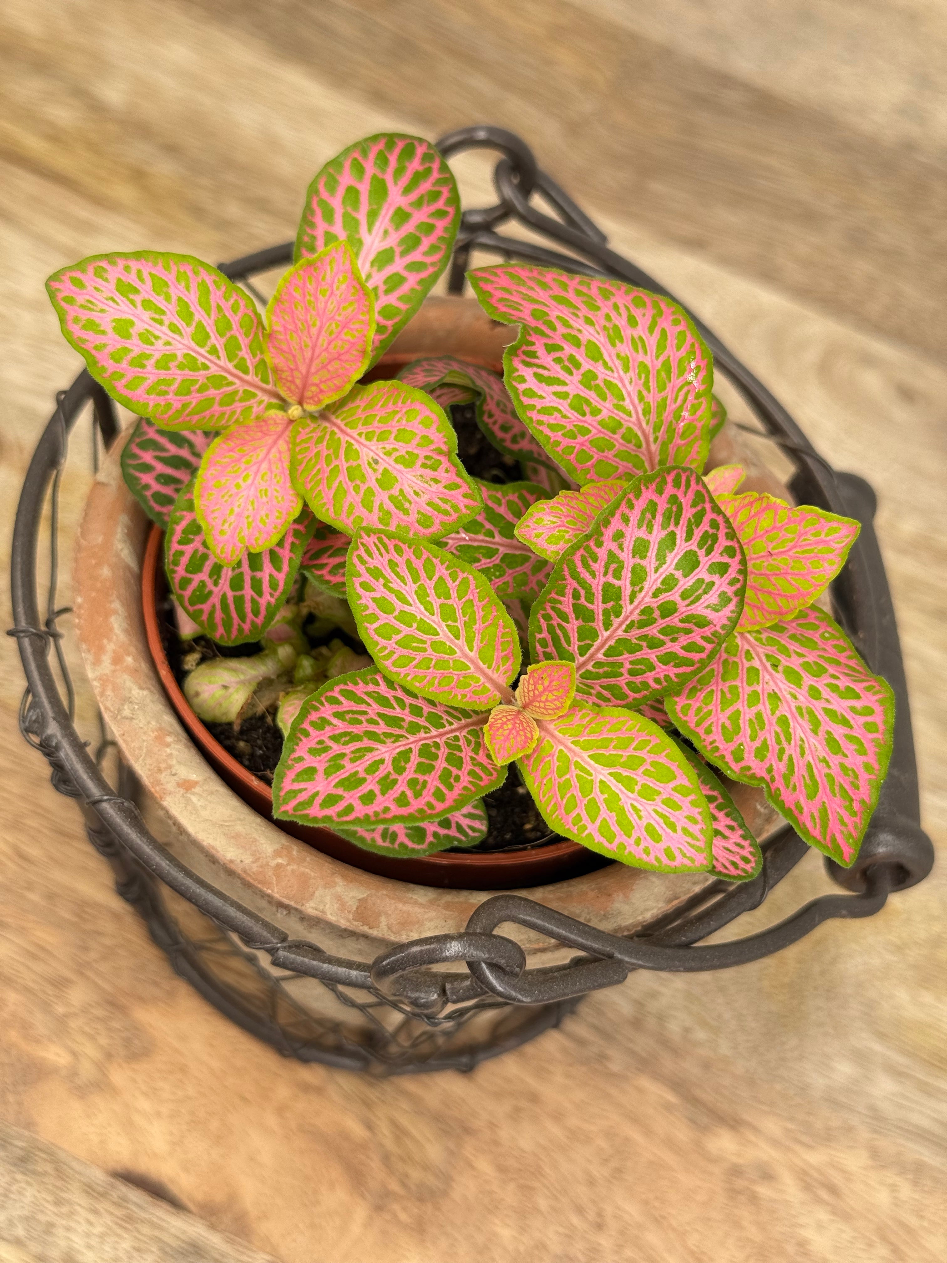 FITTONIA VERSCHAFFELTII MEZCLADO M8.50