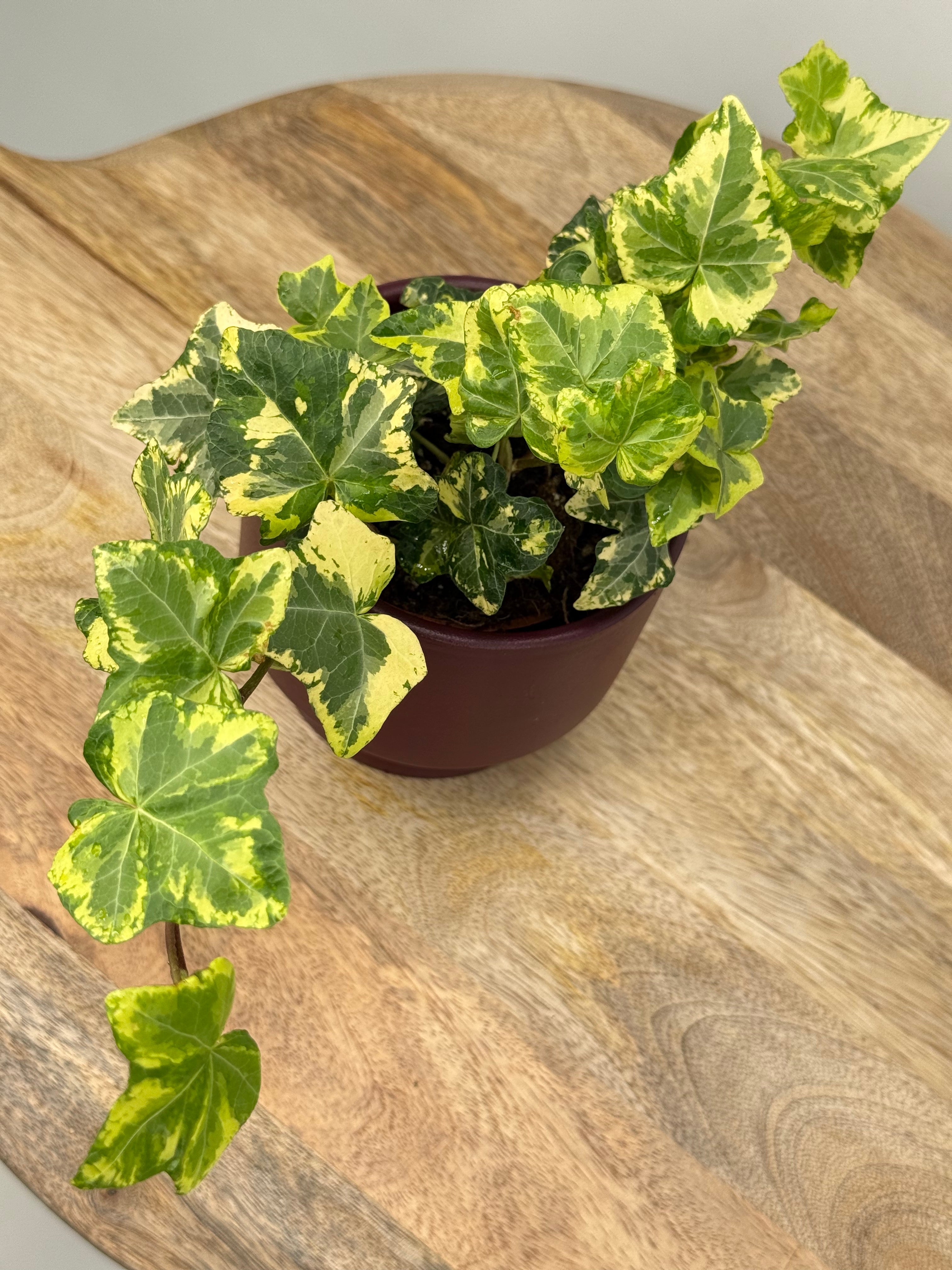 HEDERA HELIX 'GOLDEN KOLIBRI' M9