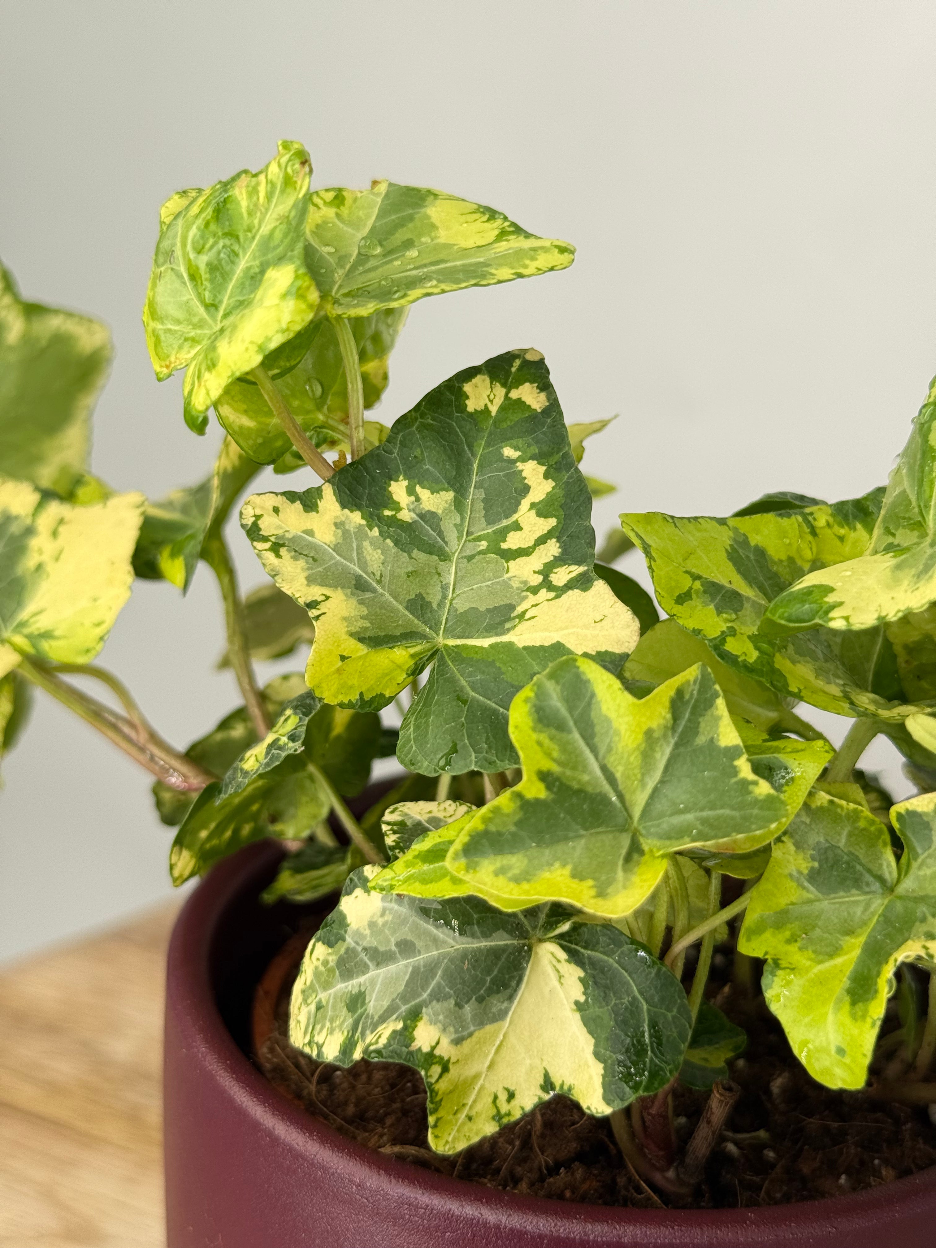 HEDERA HELIX 'GOLDEN KOLIBRI' M9