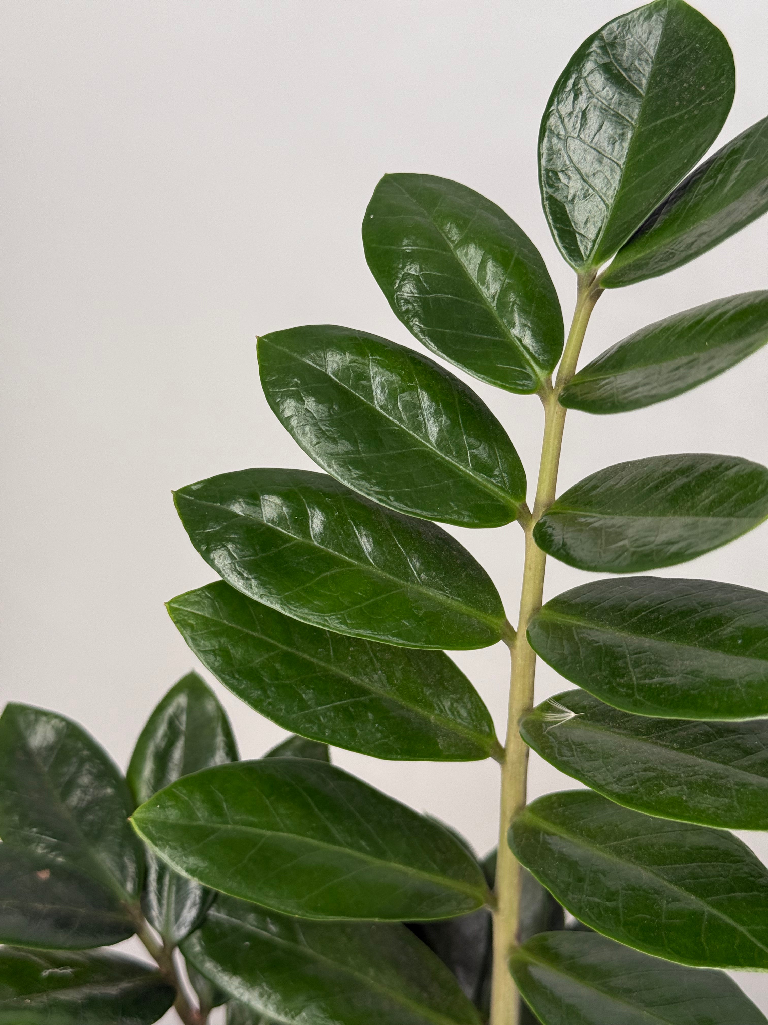 ZAMIOCULCAS ZAMIIFOLIA M17 6+