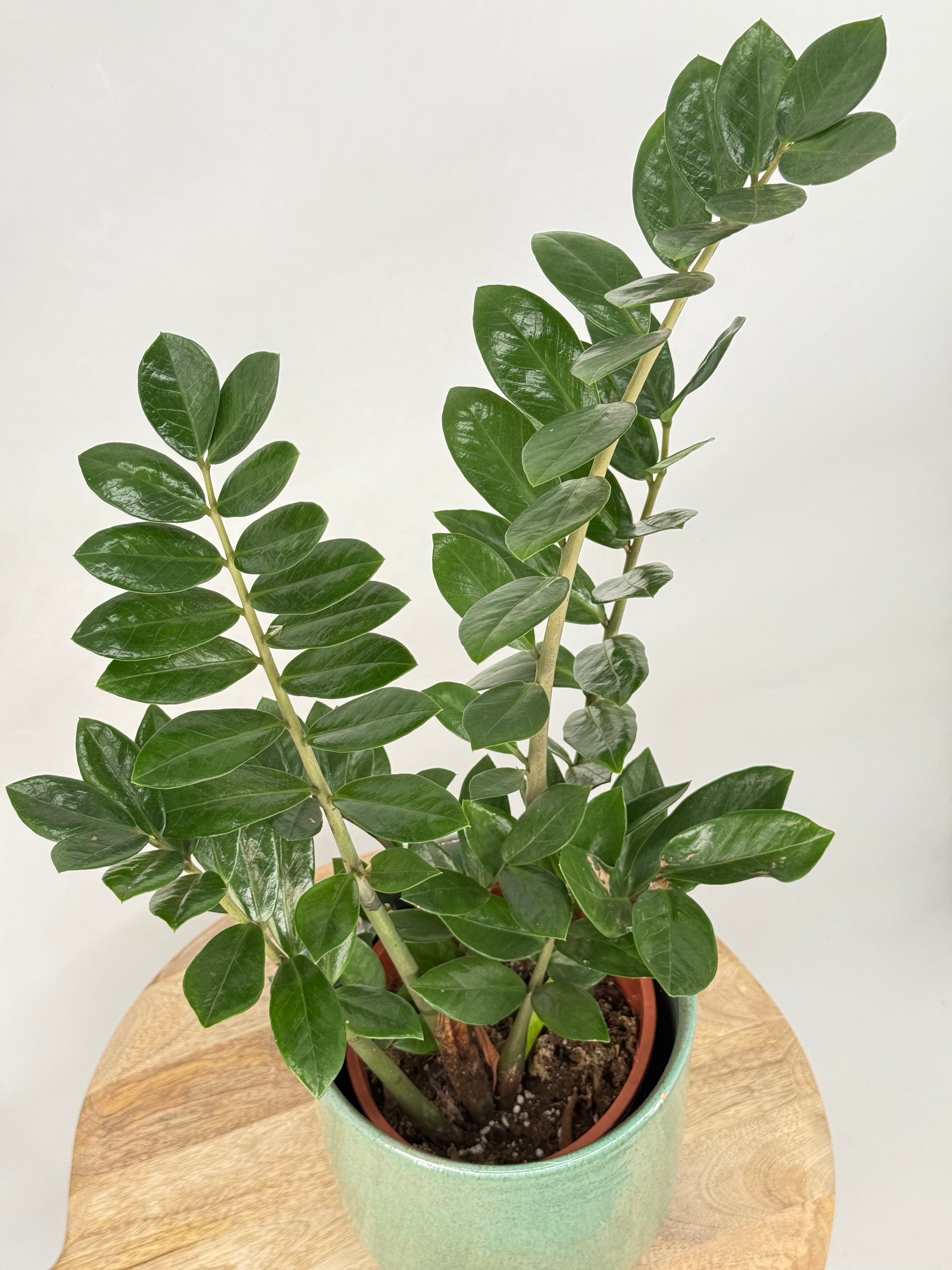 ZAMIOCULCAS ZAMIIFOLIA M17 6+
