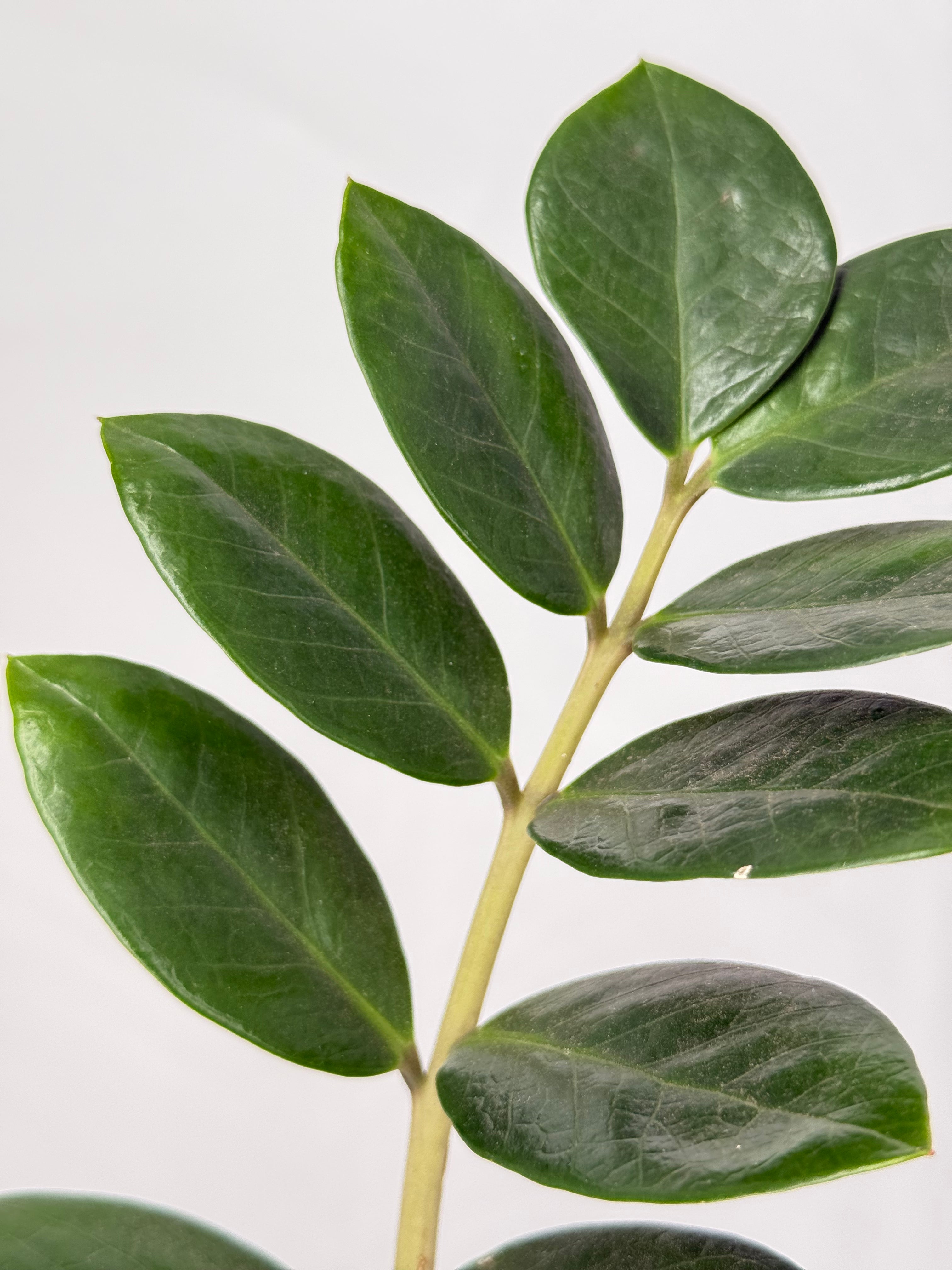 ZAMIOCULCAS ZAMIIFOLIA M17 6+