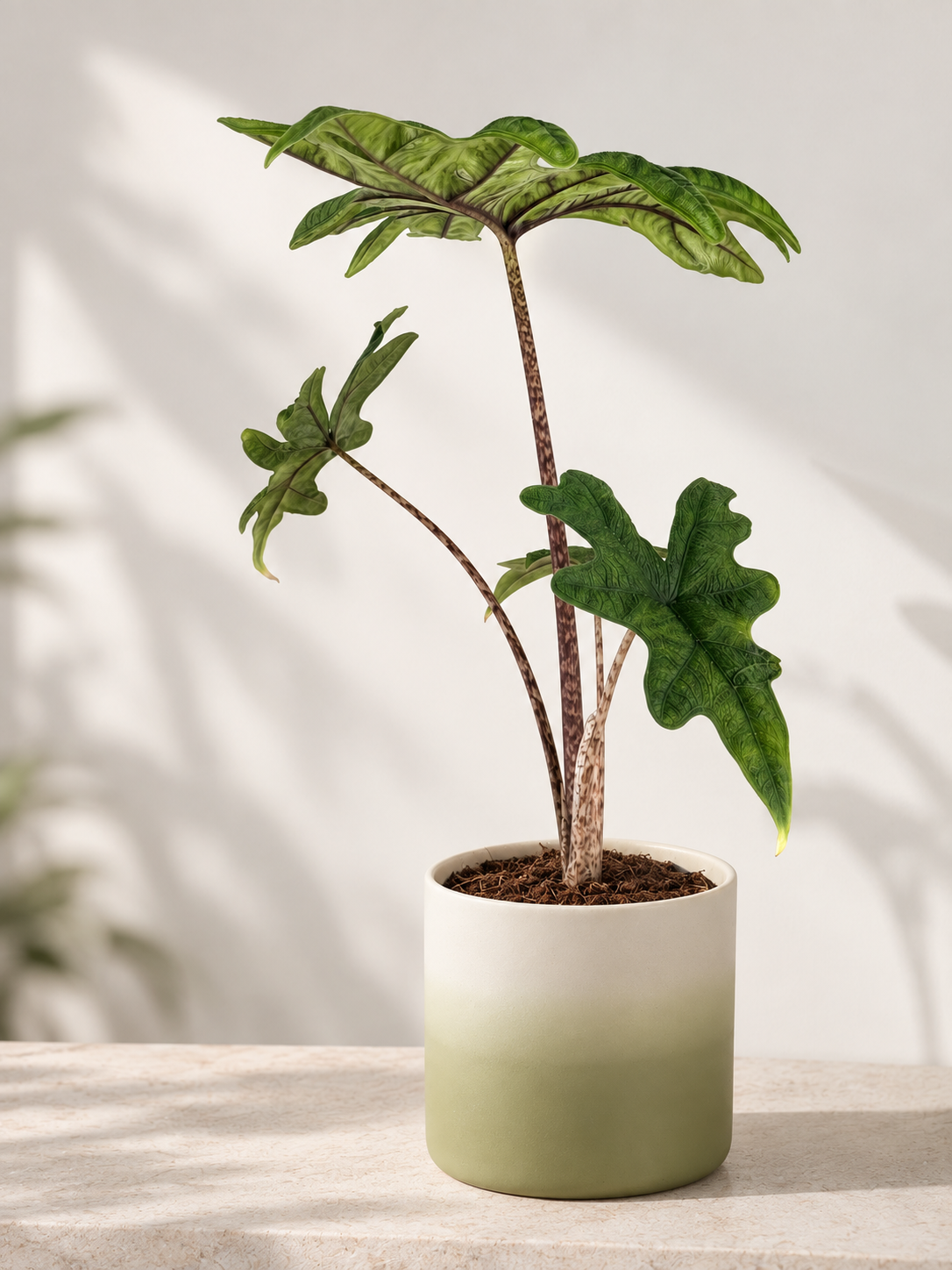 ALOCASIA JACKLYN M14