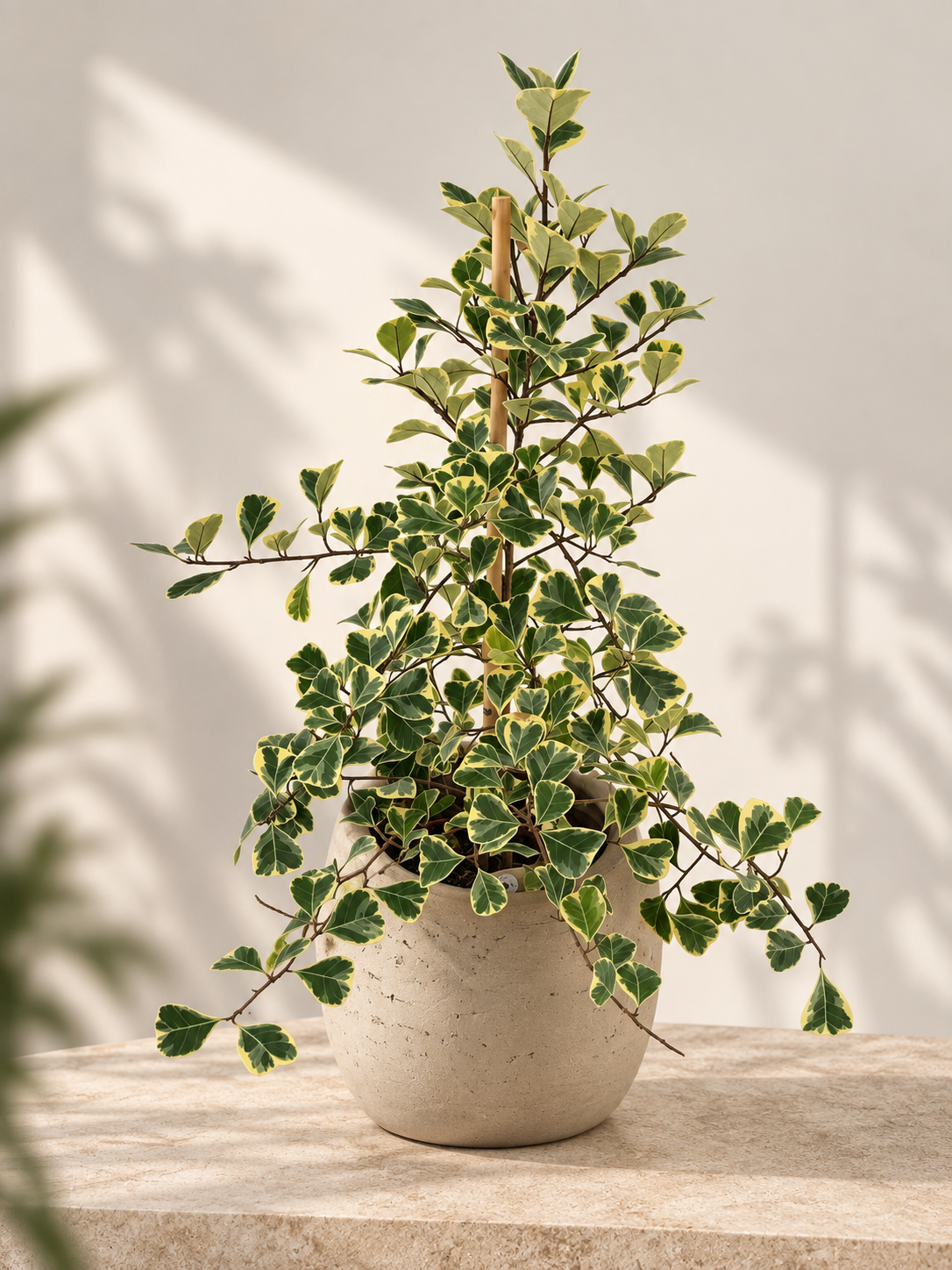 FICUS TRIAN SWEETHEART M17