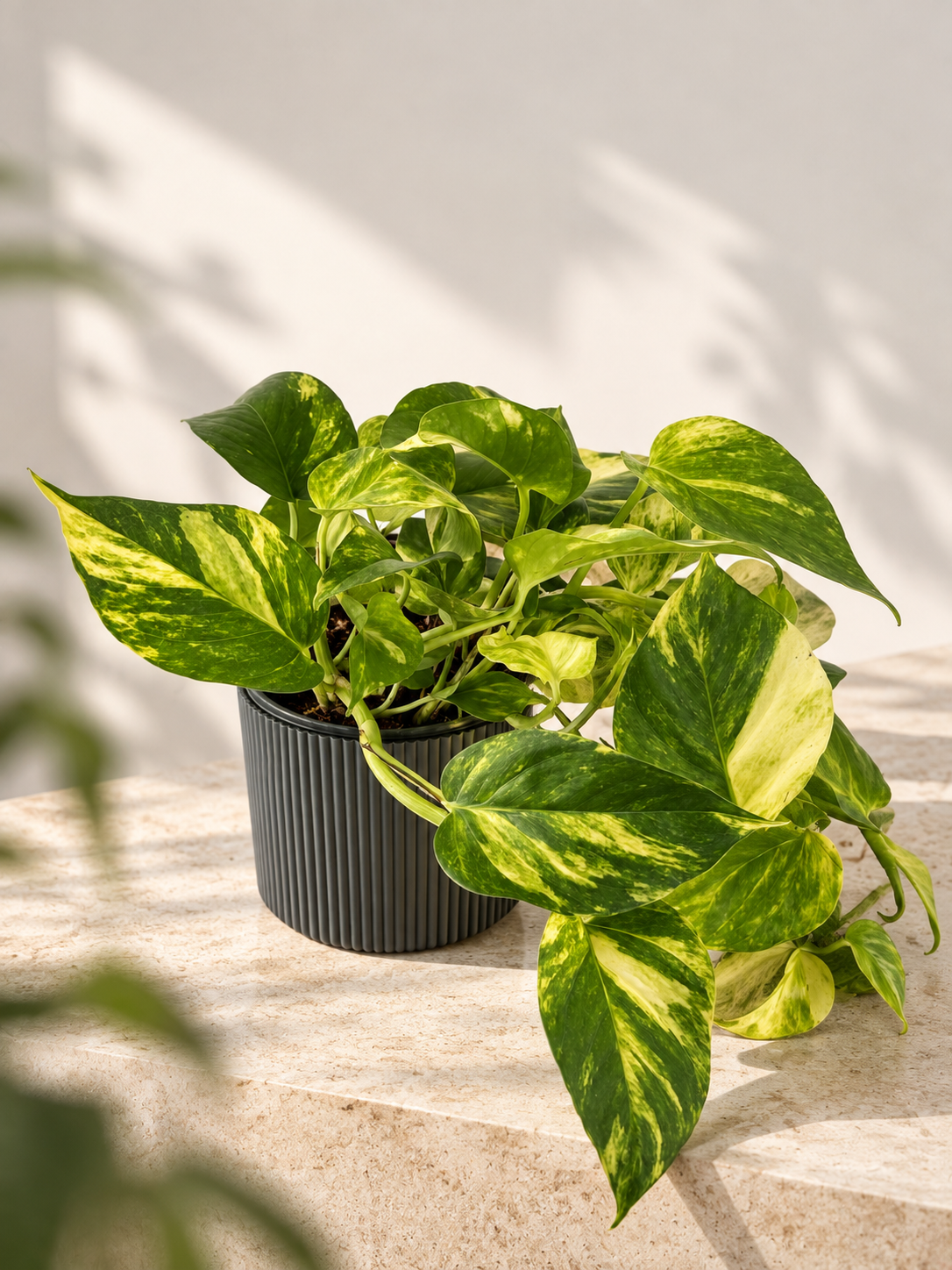 EPIPREMNUM PINN. HANG M15