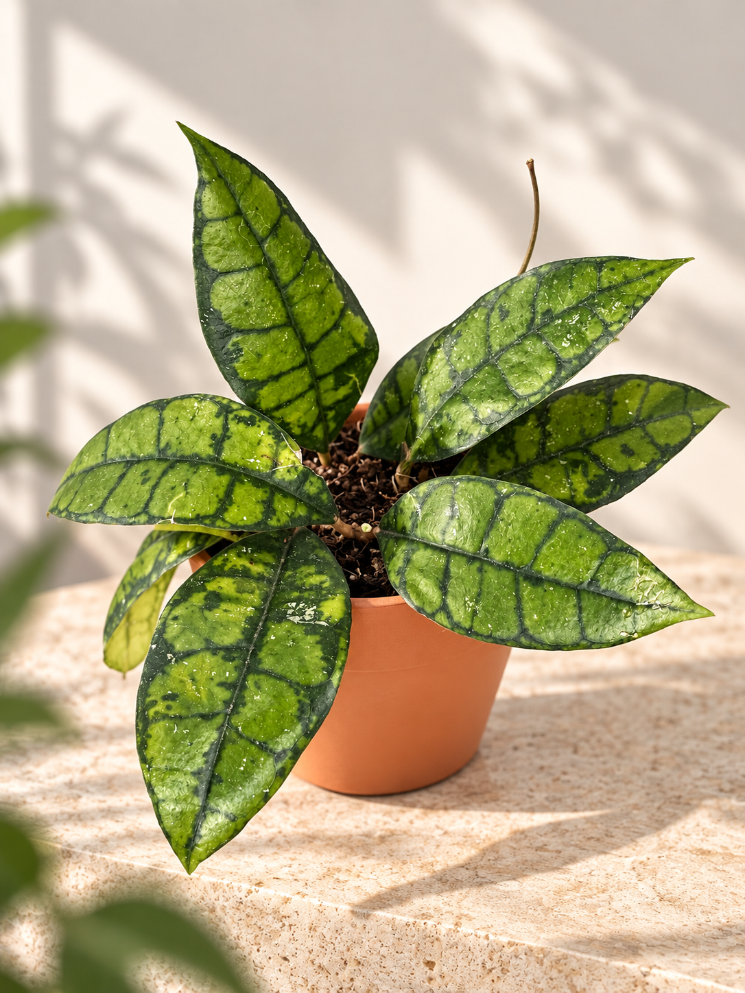 HOYA CALLISTOPHYLLA BLACK CAT M9