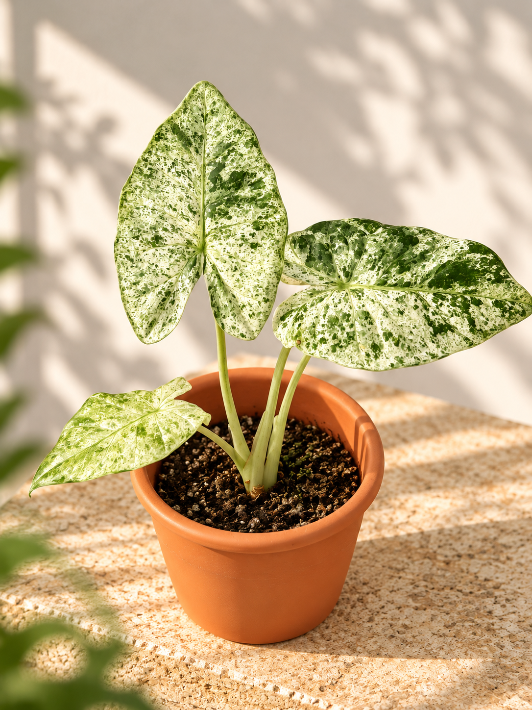 ALOCASIA ODORA VARIEGATA