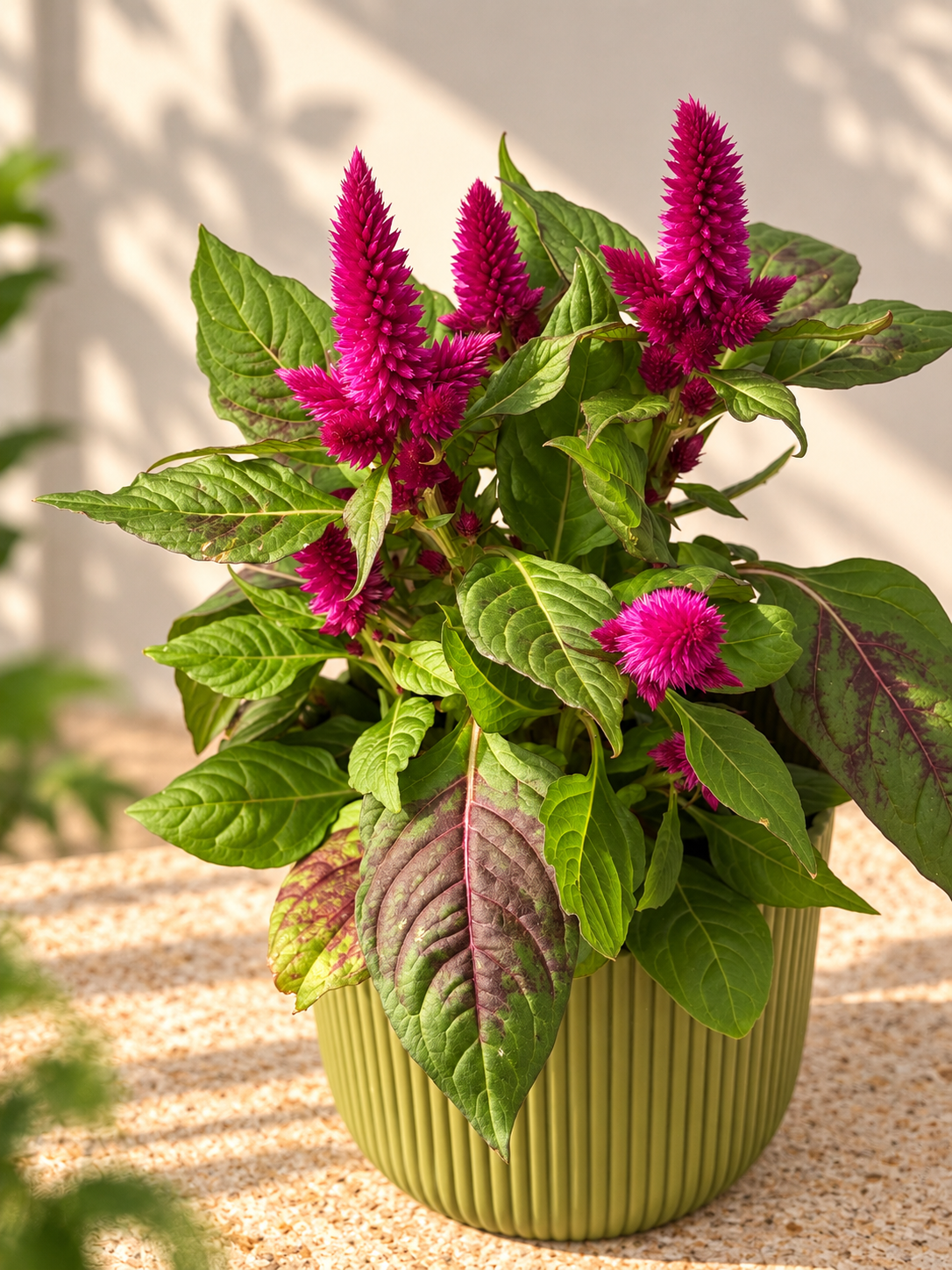 CELOSIA DEEP PURPLE MORADO M12