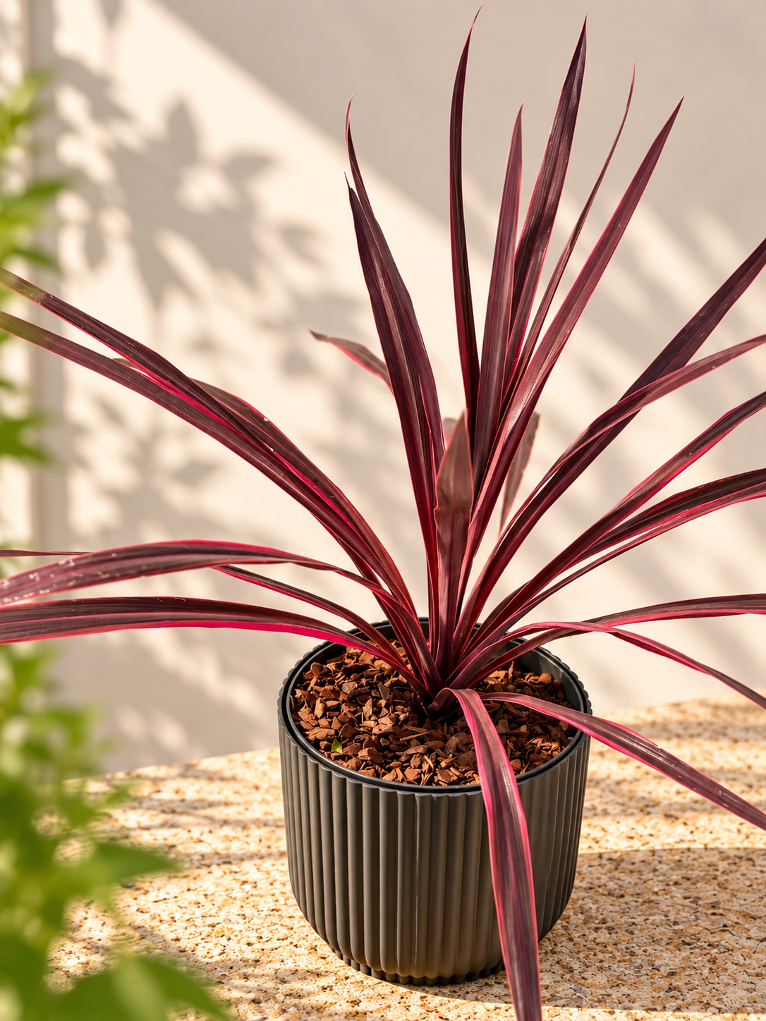 CORDYLINE PASO DOBLE M19