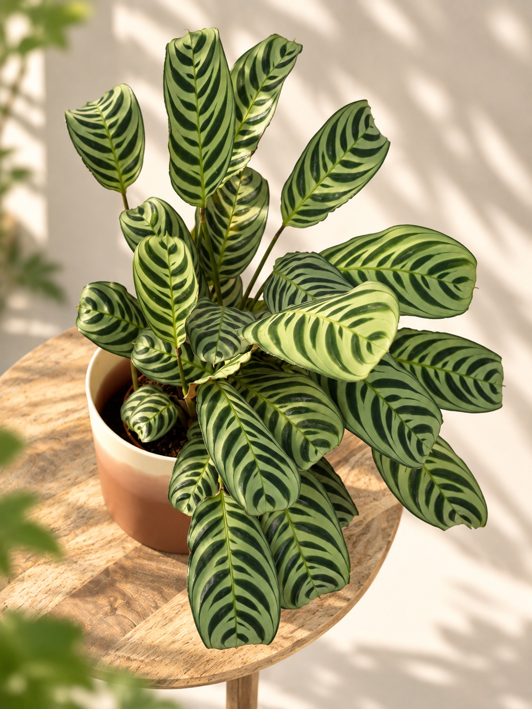 CTENANTHE BURLE-MARXII M14