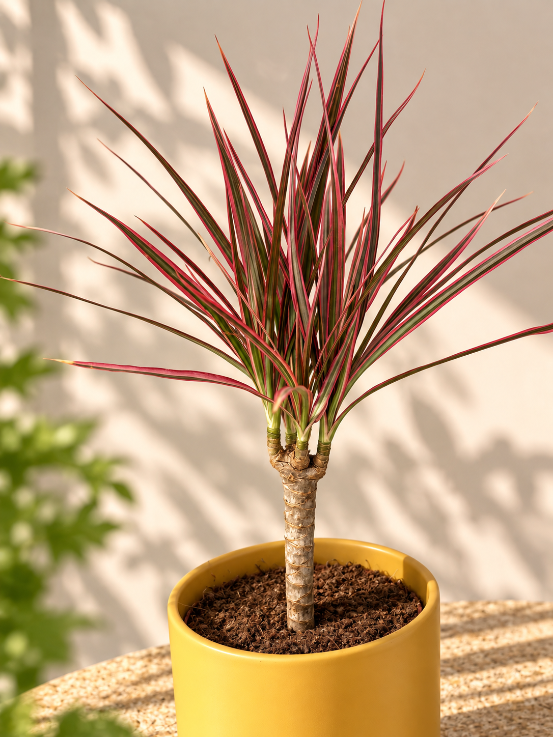 DRACAENA MARG. COLORAMA M12