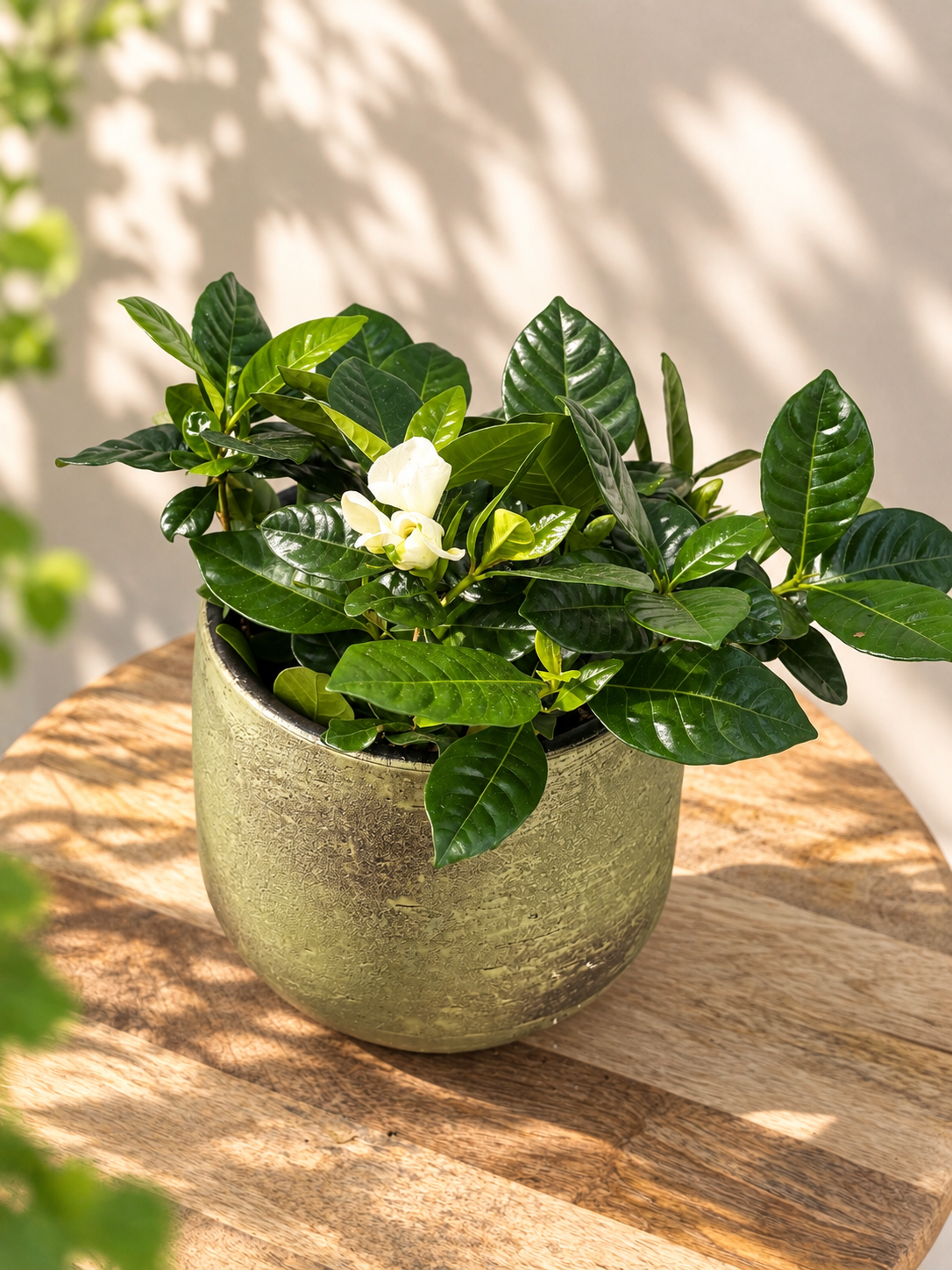 GARDENIA JASMINOIDES BLANCO M13