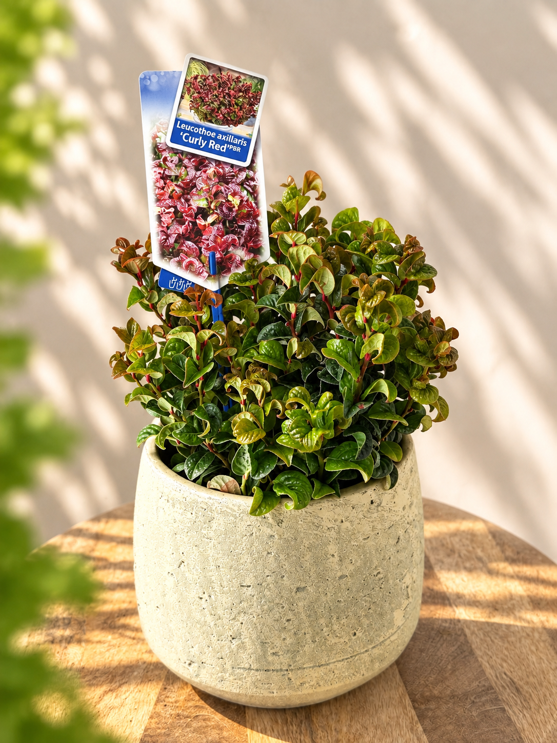 LEUCOTHOE AXI. CRURLY ROJO M17