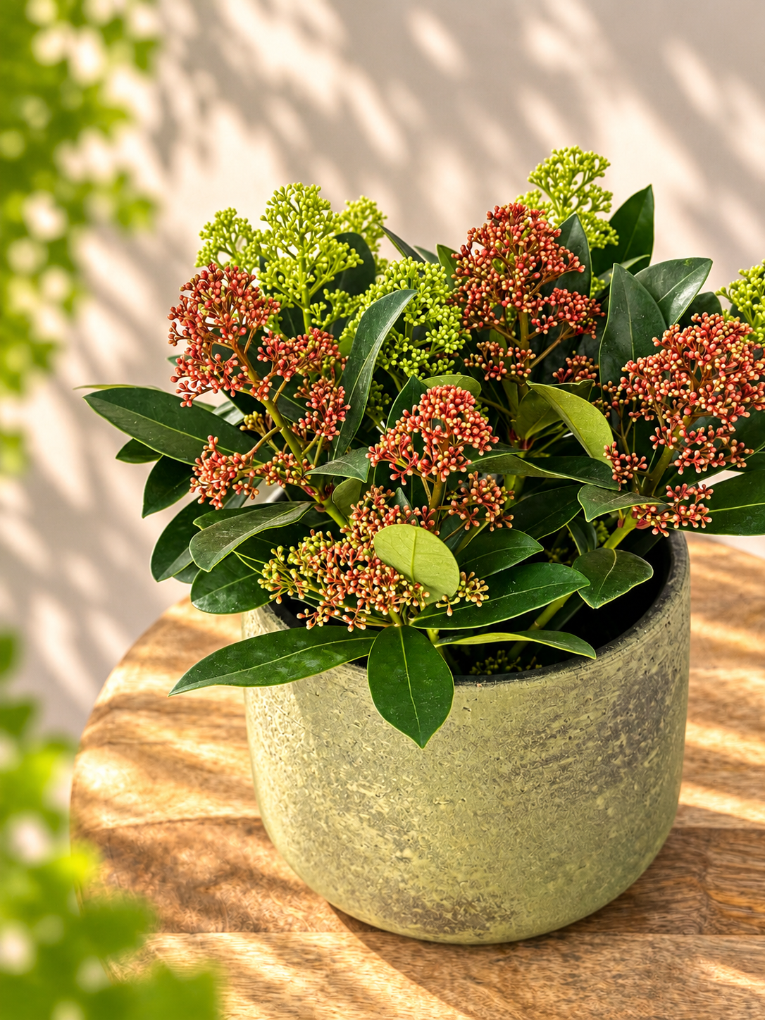 SKIMMIA JAP BICOLOR M13
