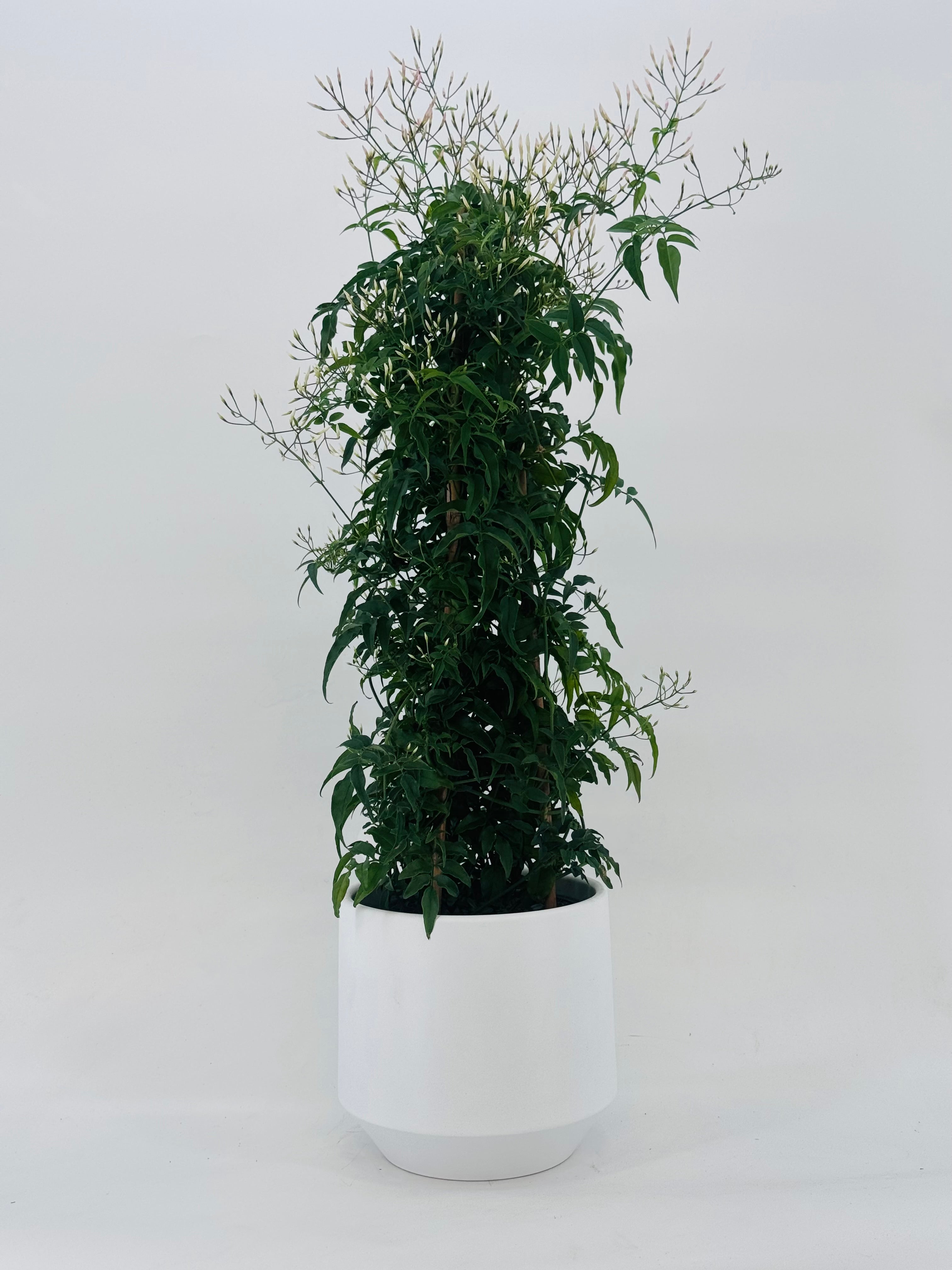 JASMINUM POLYANTHUM M17