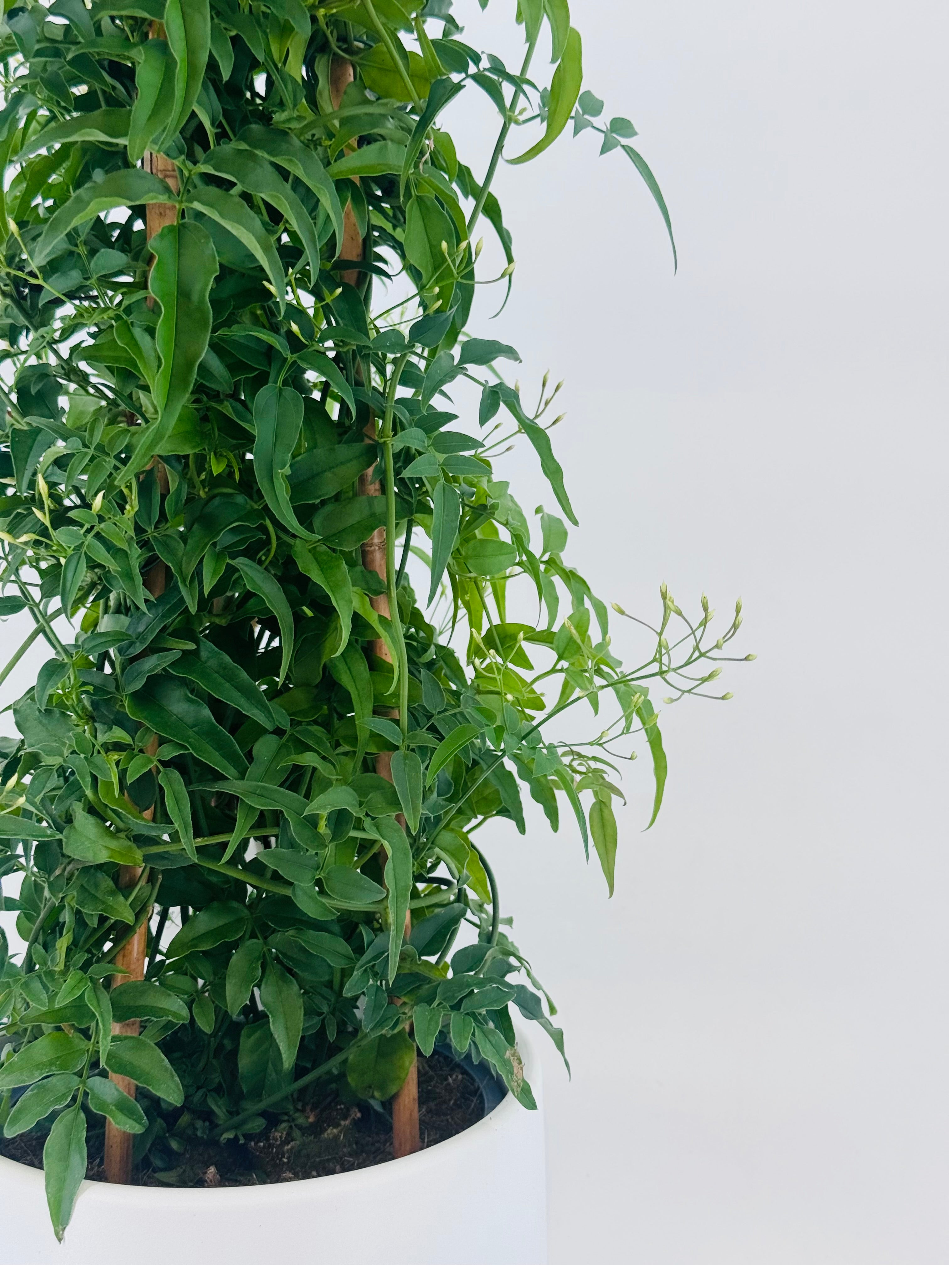 JASMINUM POLYANTHUM M17