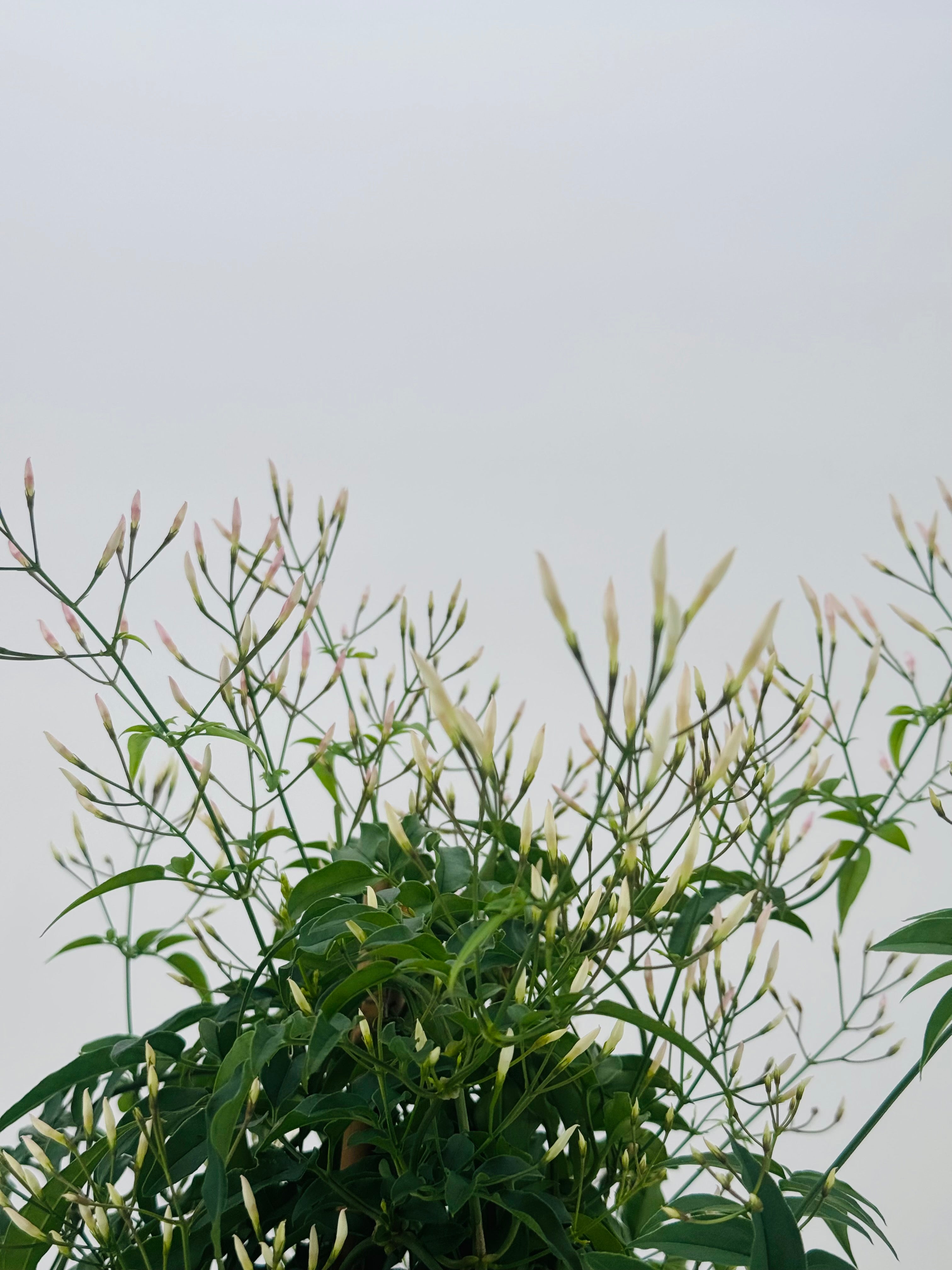 JASMINUM POLYANTHUM M17