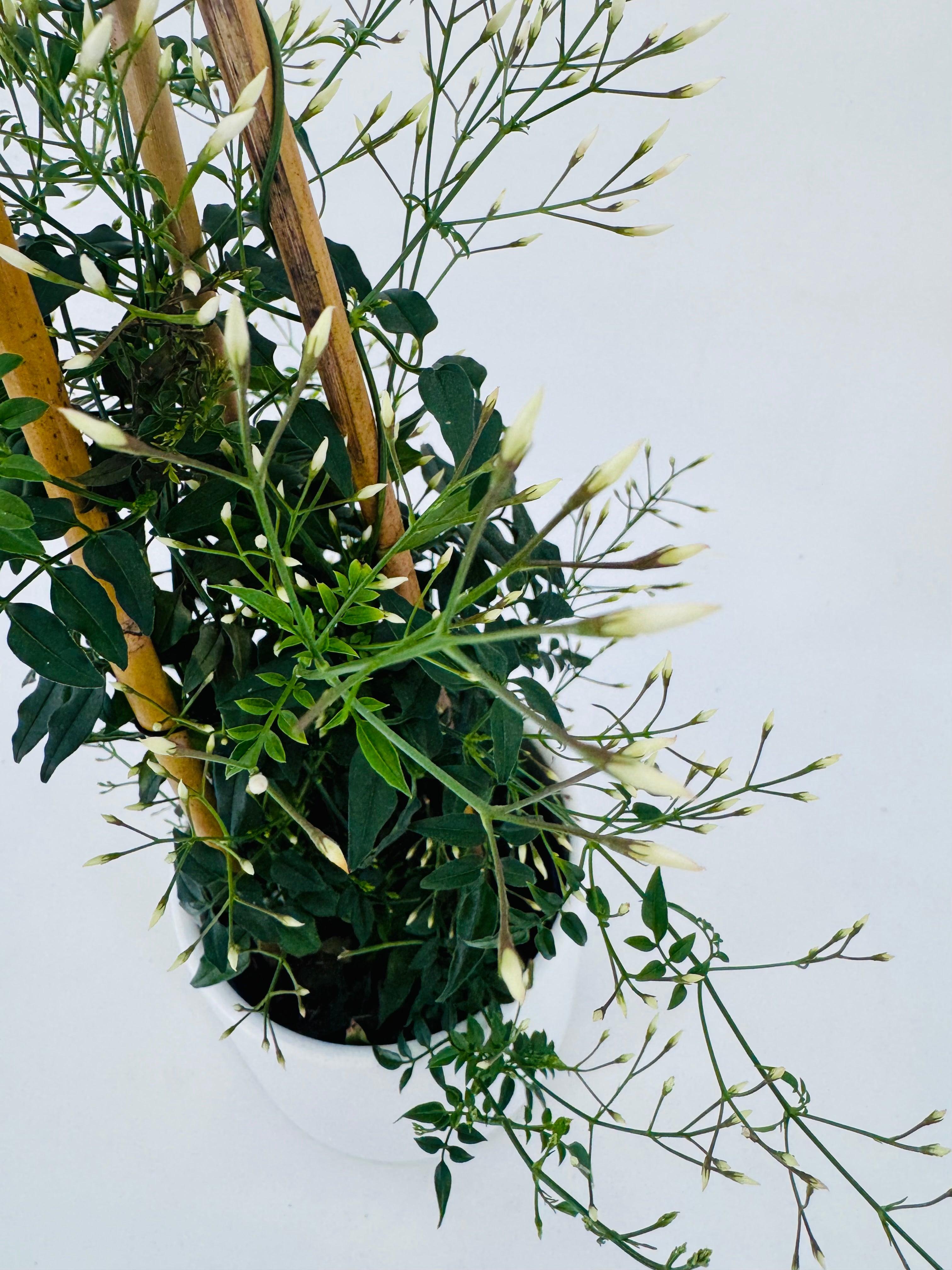 Jazmín polyanthum blanco en maceta M12, trepando un tutor de bambú, con capullos de flores.