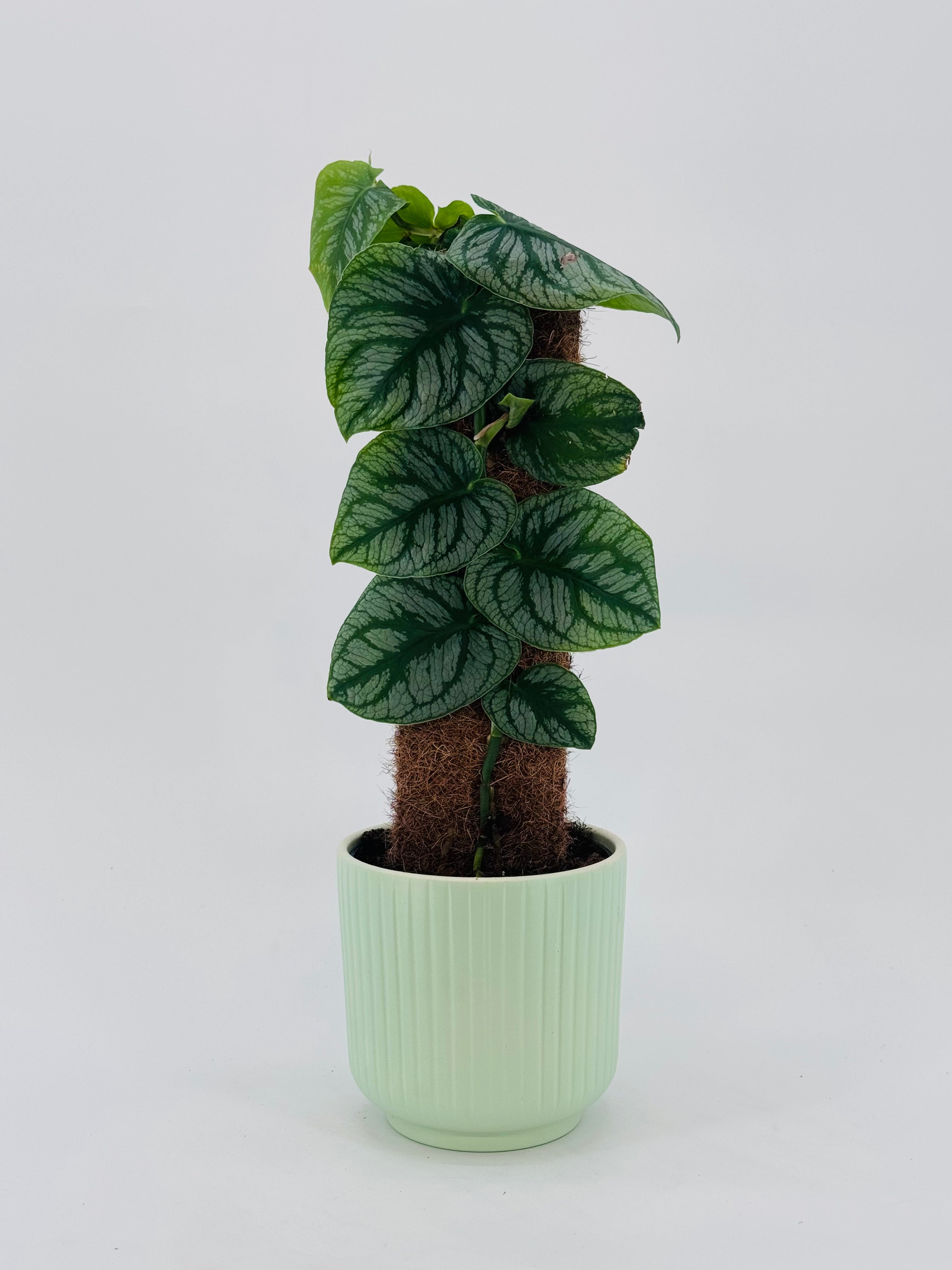 KRATISTE MONSTERA DUBIA M14