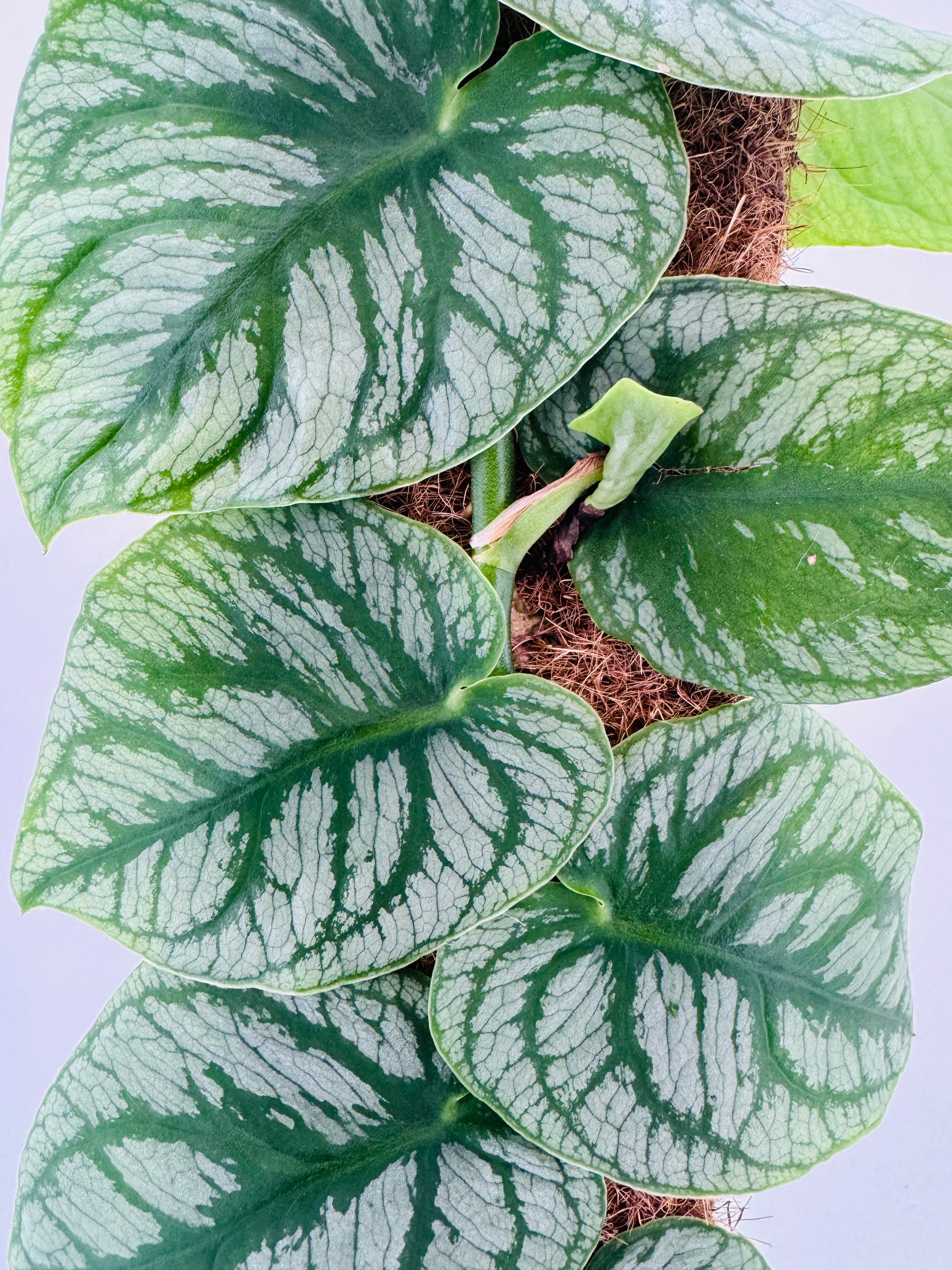 KRATISTE MONSTERA DUBIA M14