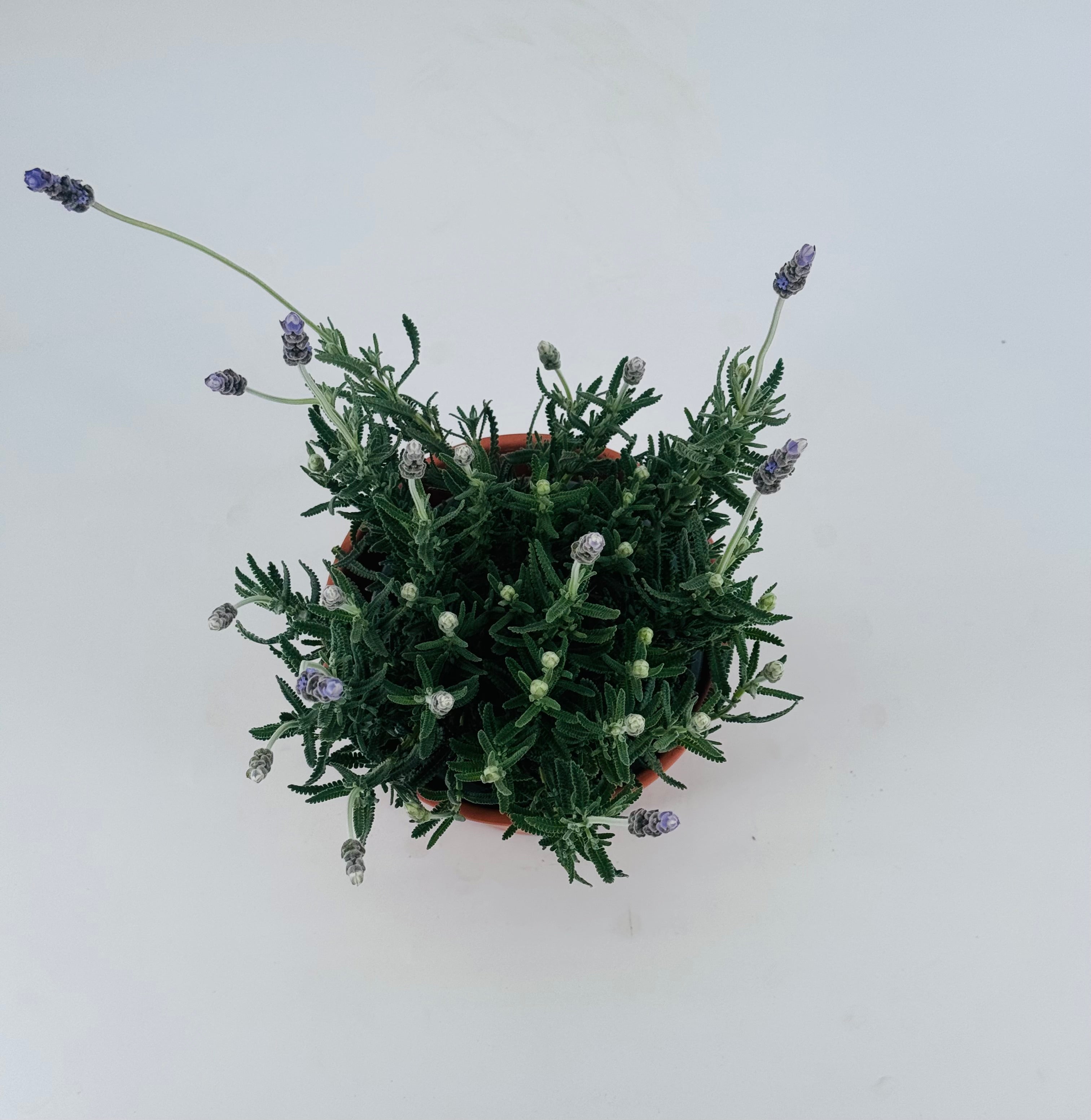 LAVANDULA DENTATA C17