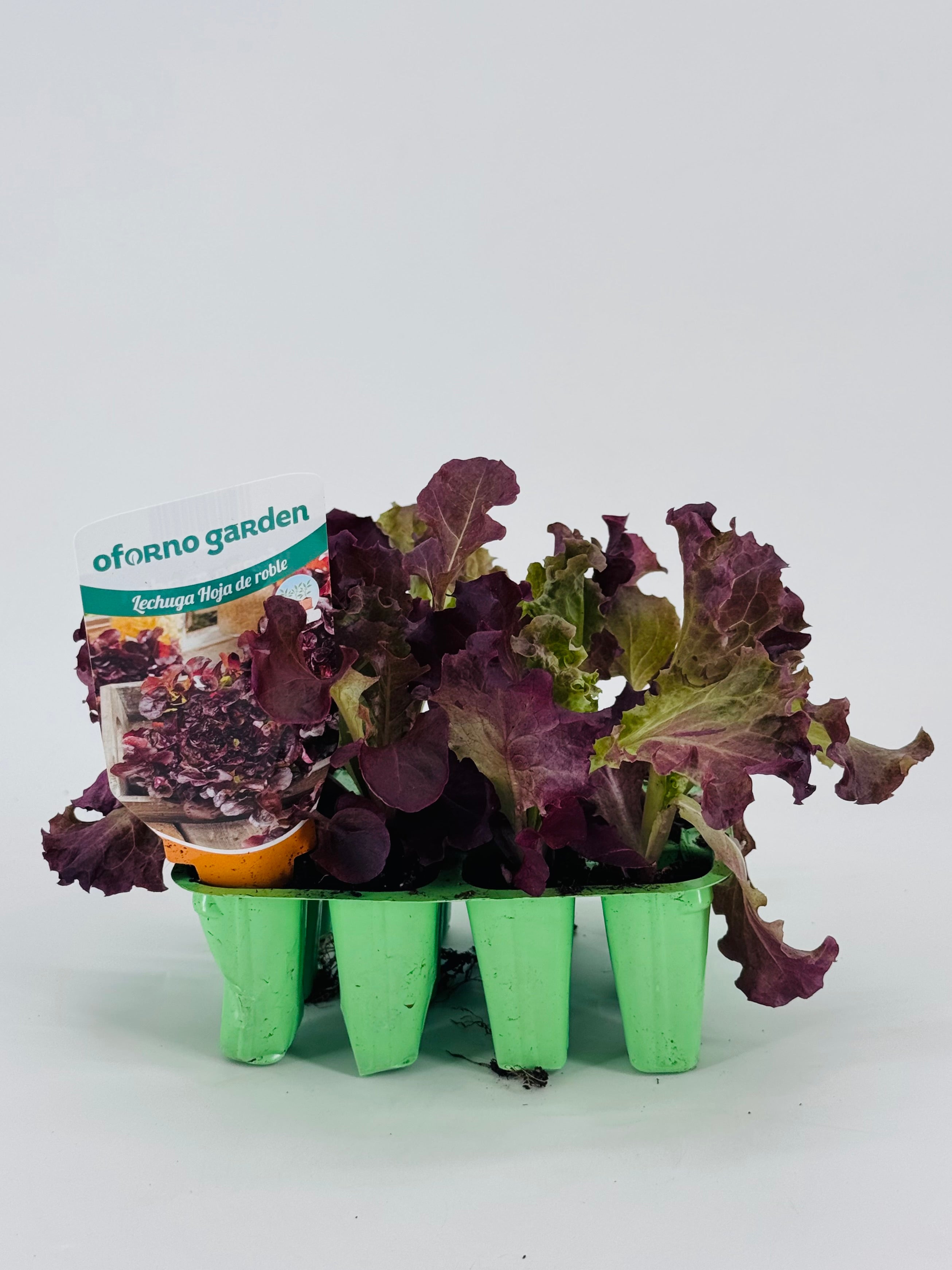 LECHUGA HOJA DE ROBLE PACK 12 UNDS