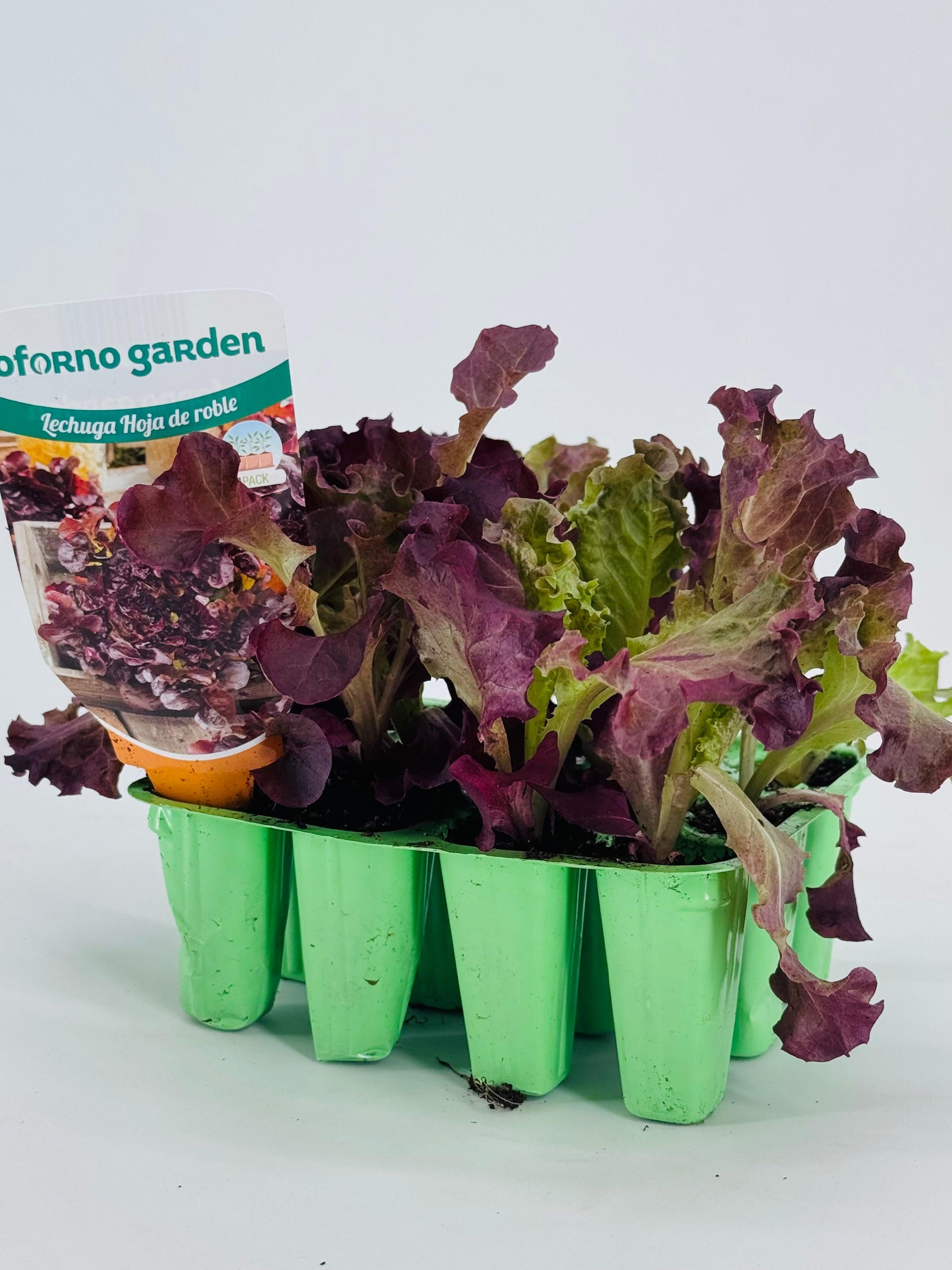 LECHUGA HOJA DE ROBLE PACK 12 UNDS