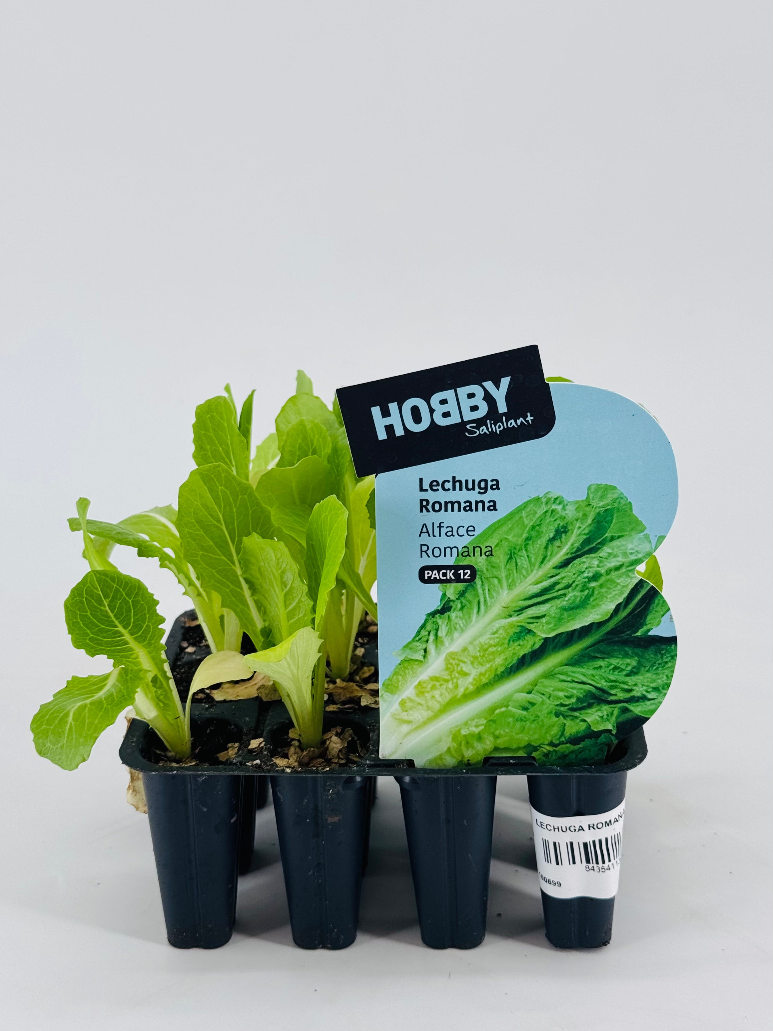Pack de 12 plantones de lechuga romana verde en macetas negras con etiqueta azul.