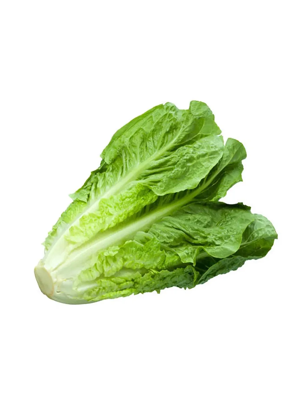Lechuga romana fresca con hojas verdes alargadas y crujientes, ideal para ensaladas.