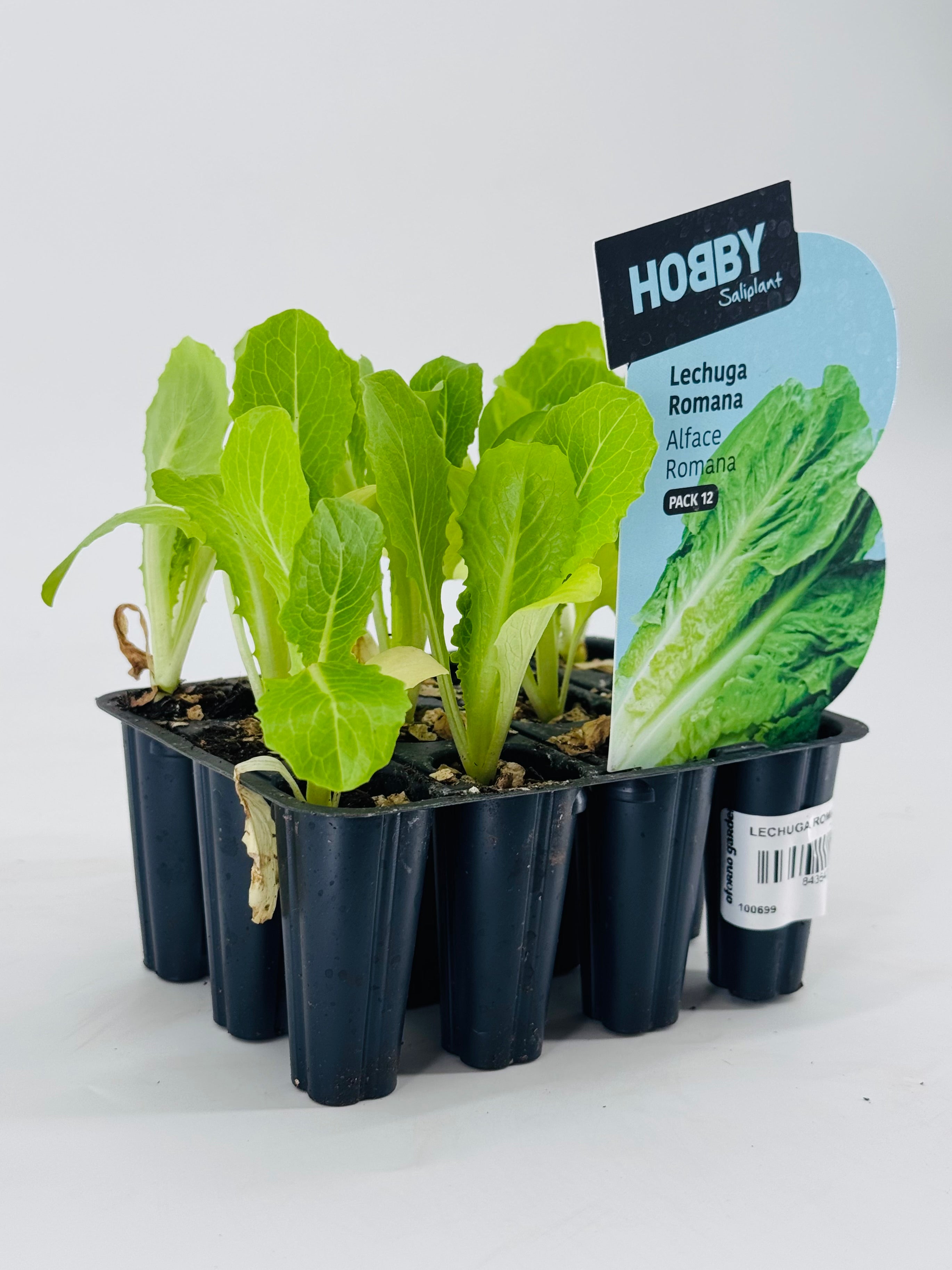 Pack de 12 plantones de lechuga romana verde en macetas negras, listos para trasplantar.