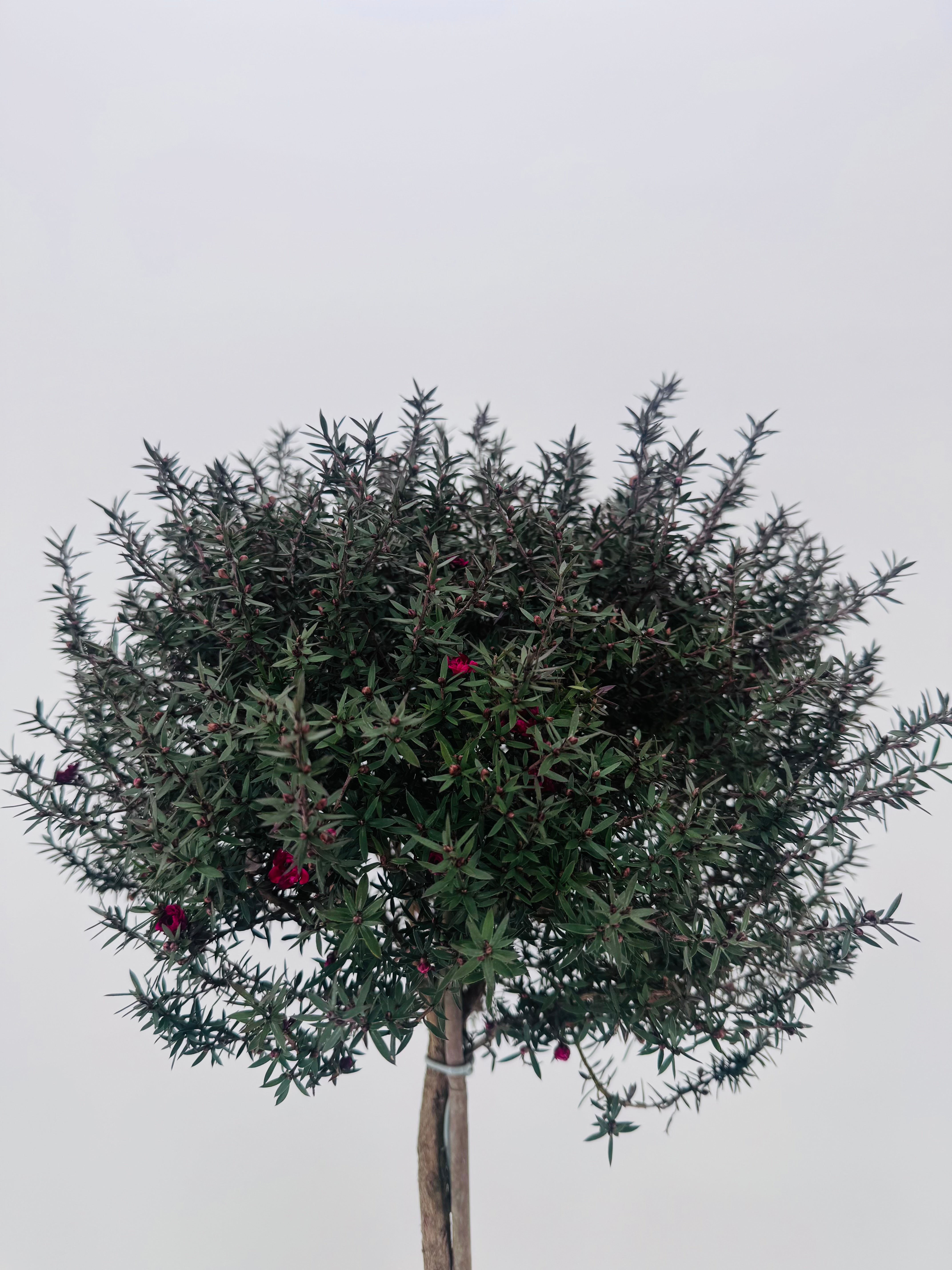 LEPTOSPERMUM COPA PEQUEÑA 4L