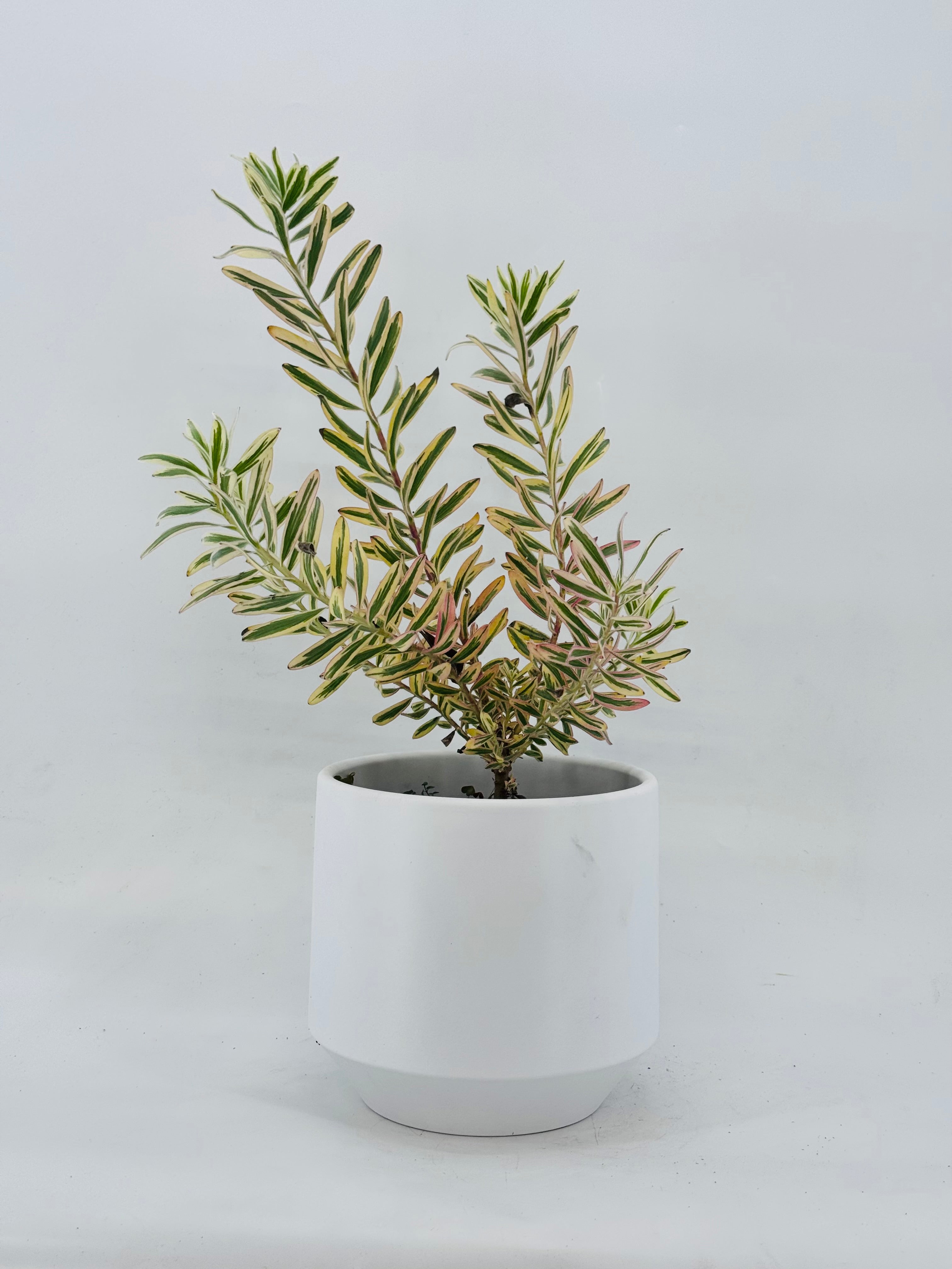 LEUCADENDRON 3L