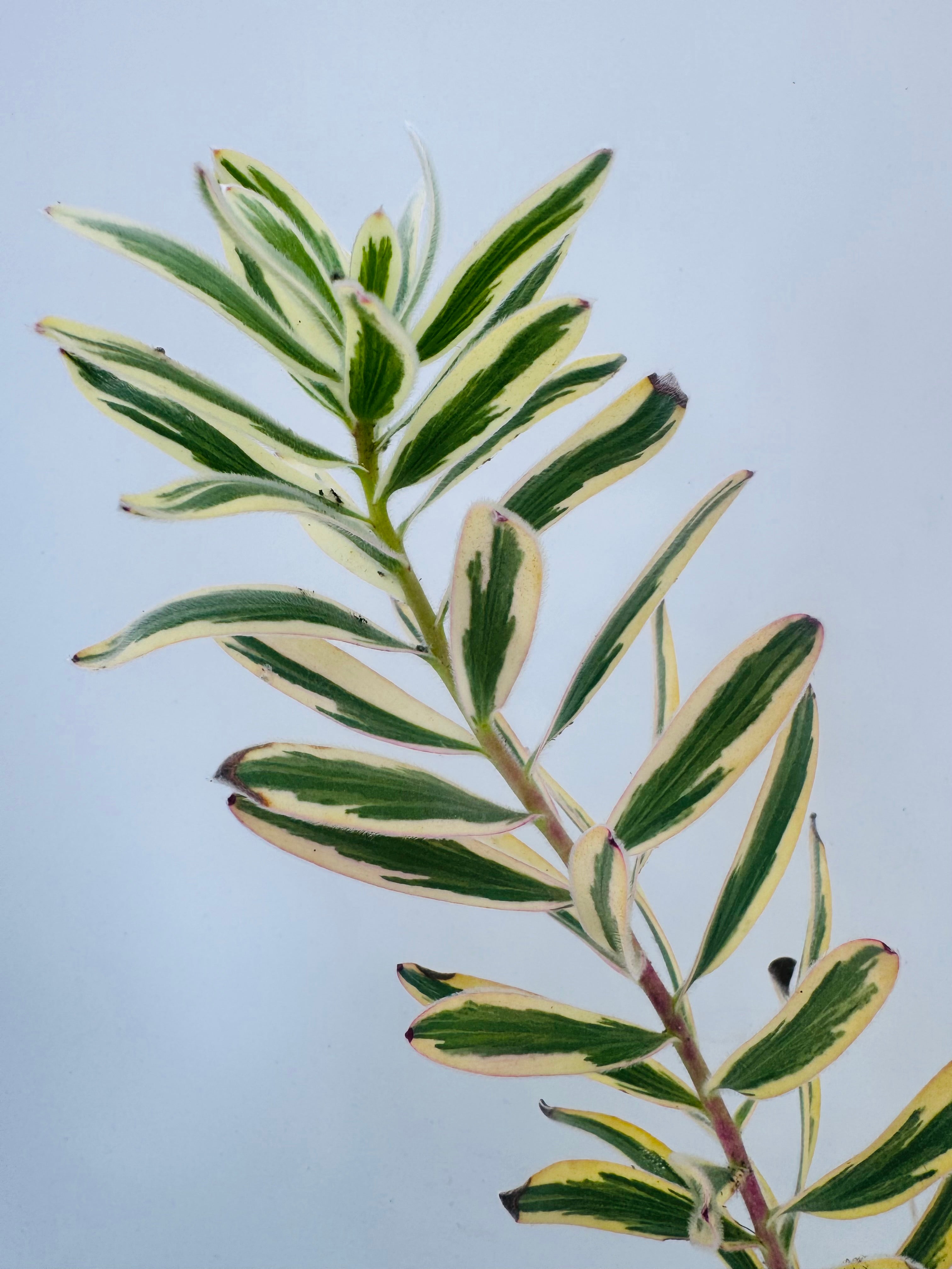 LEUCADENDRON 3L