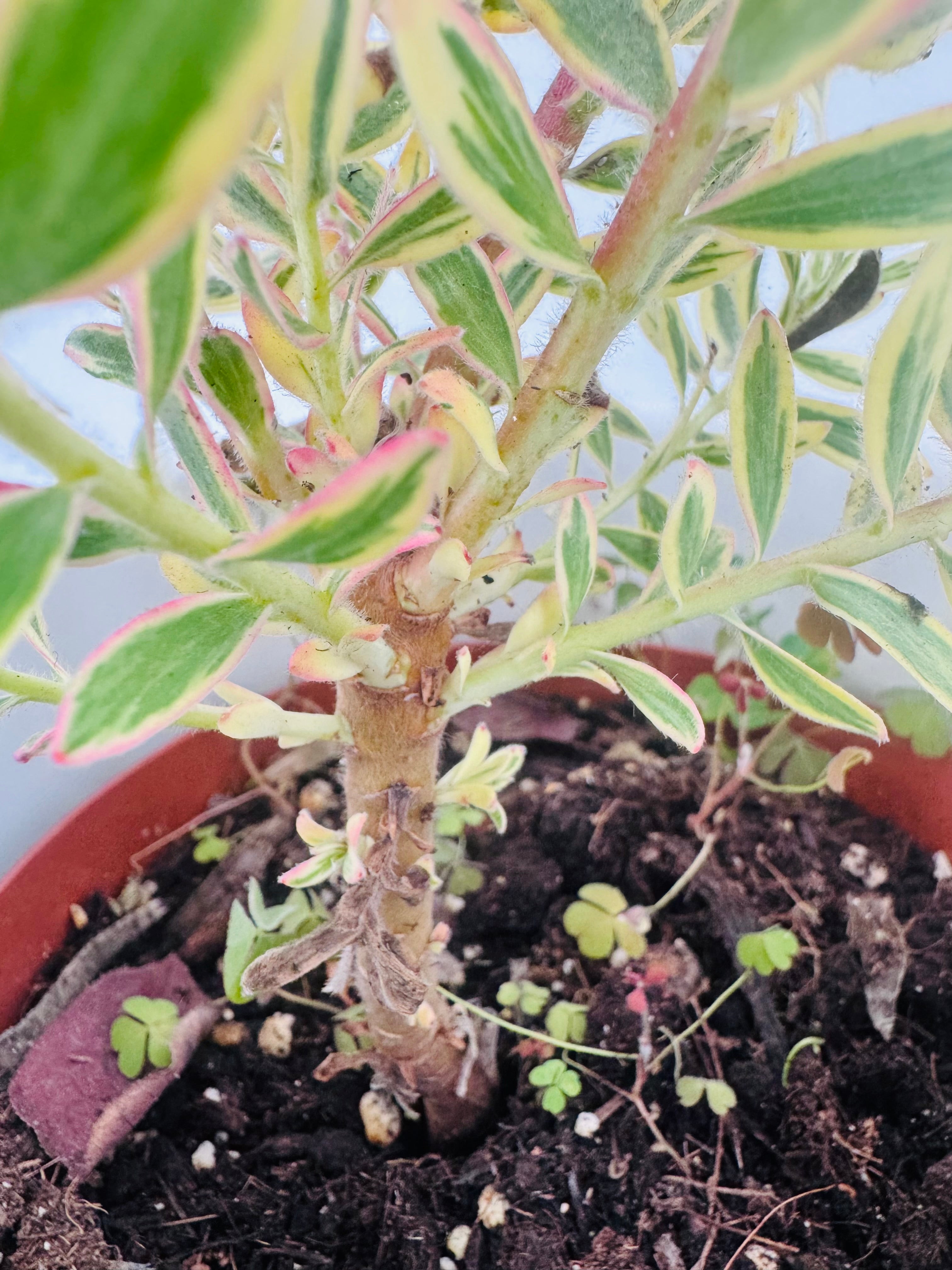 LEUCADENDRON 3L