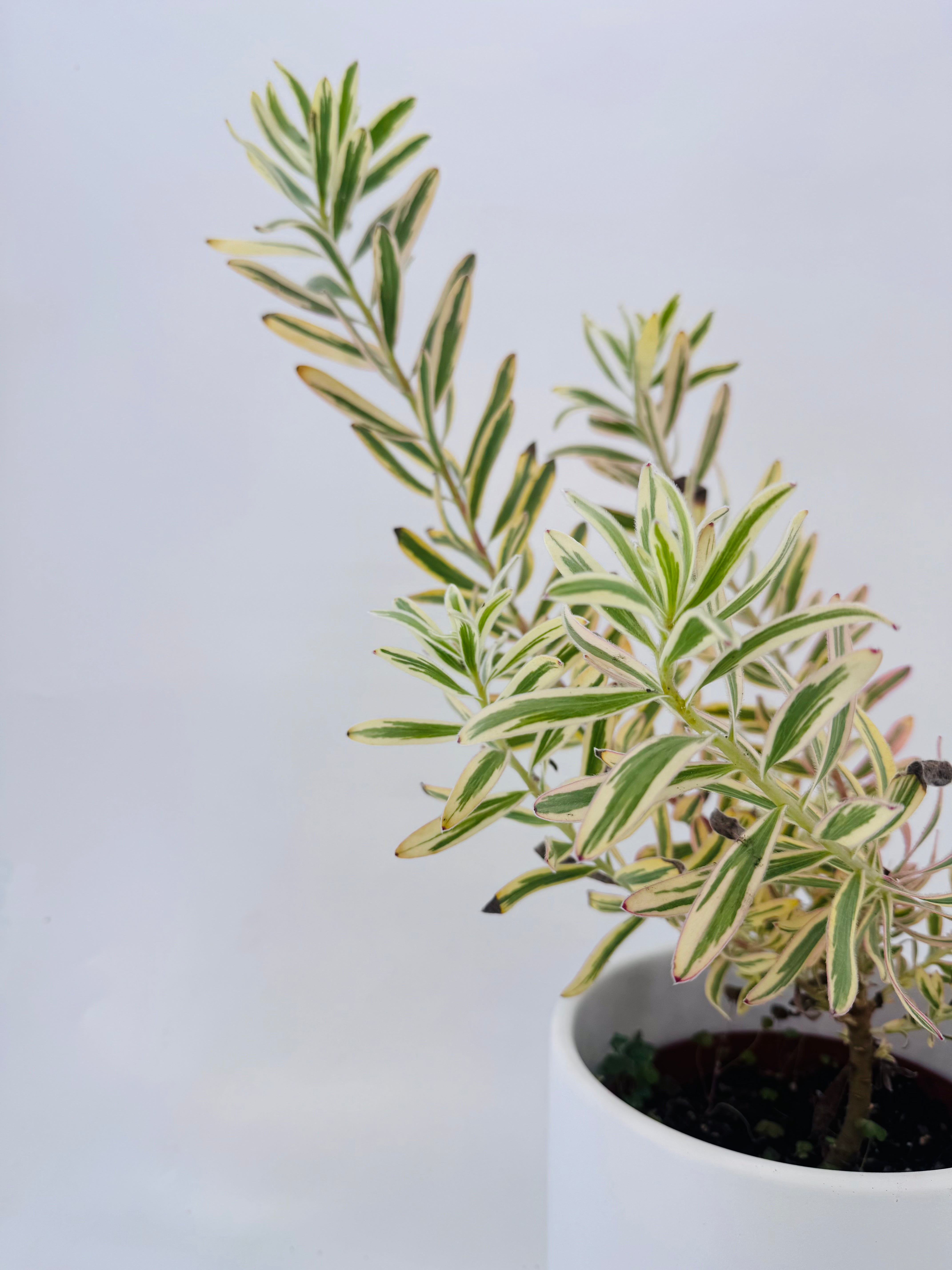 LEUCADENDRON 3L