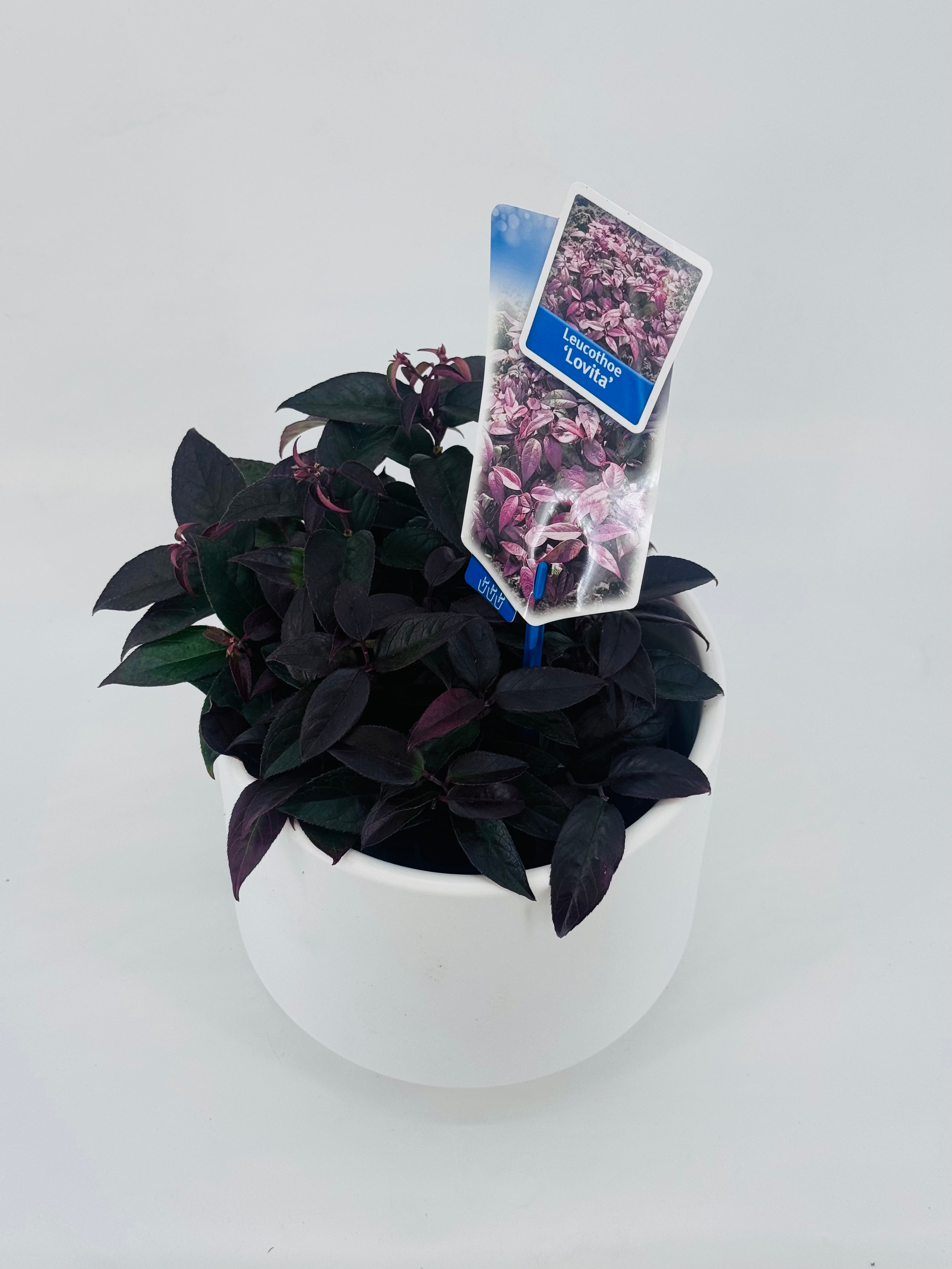 LEUCOTHOE WALTERI LOVITA M17