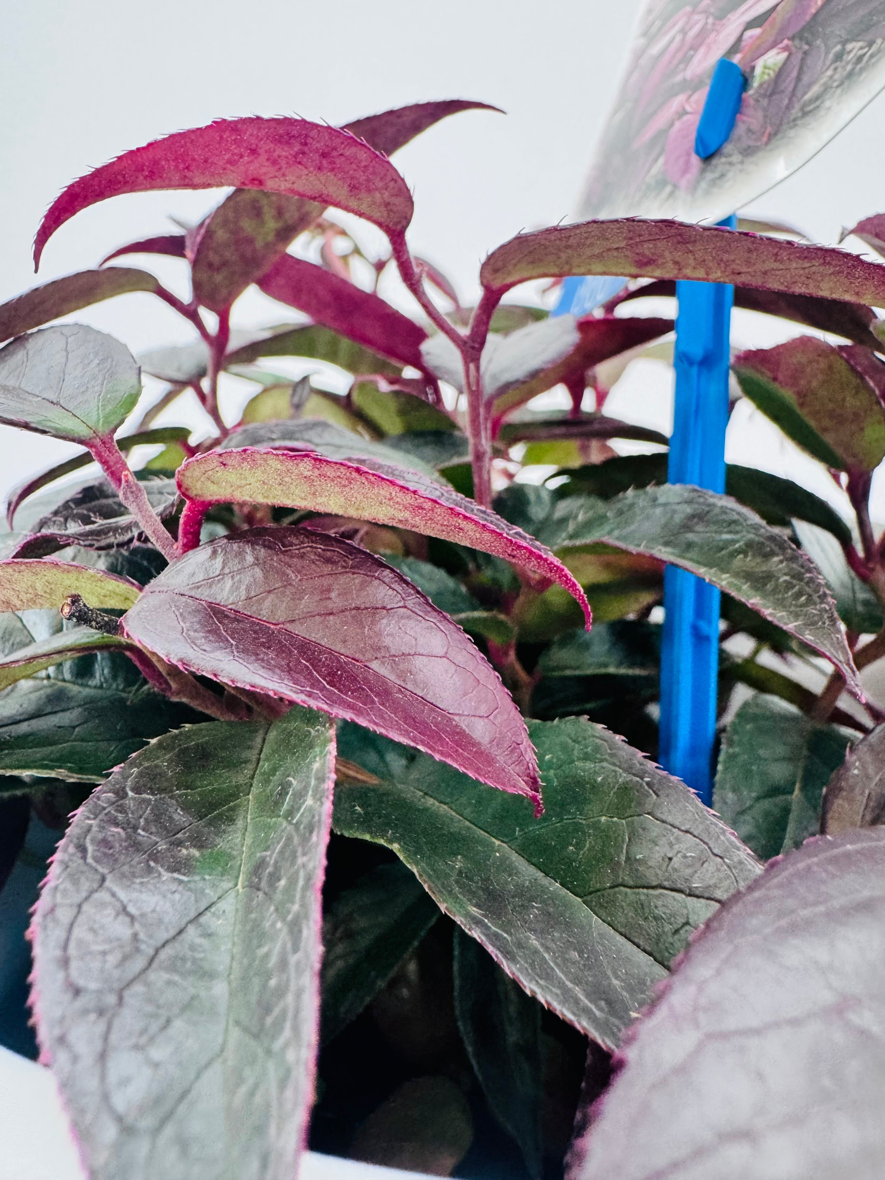 LEUCOTHOE WALTERI LOVITA M17