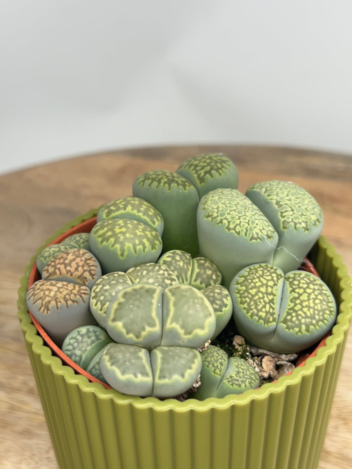 LITHOPS M8.5